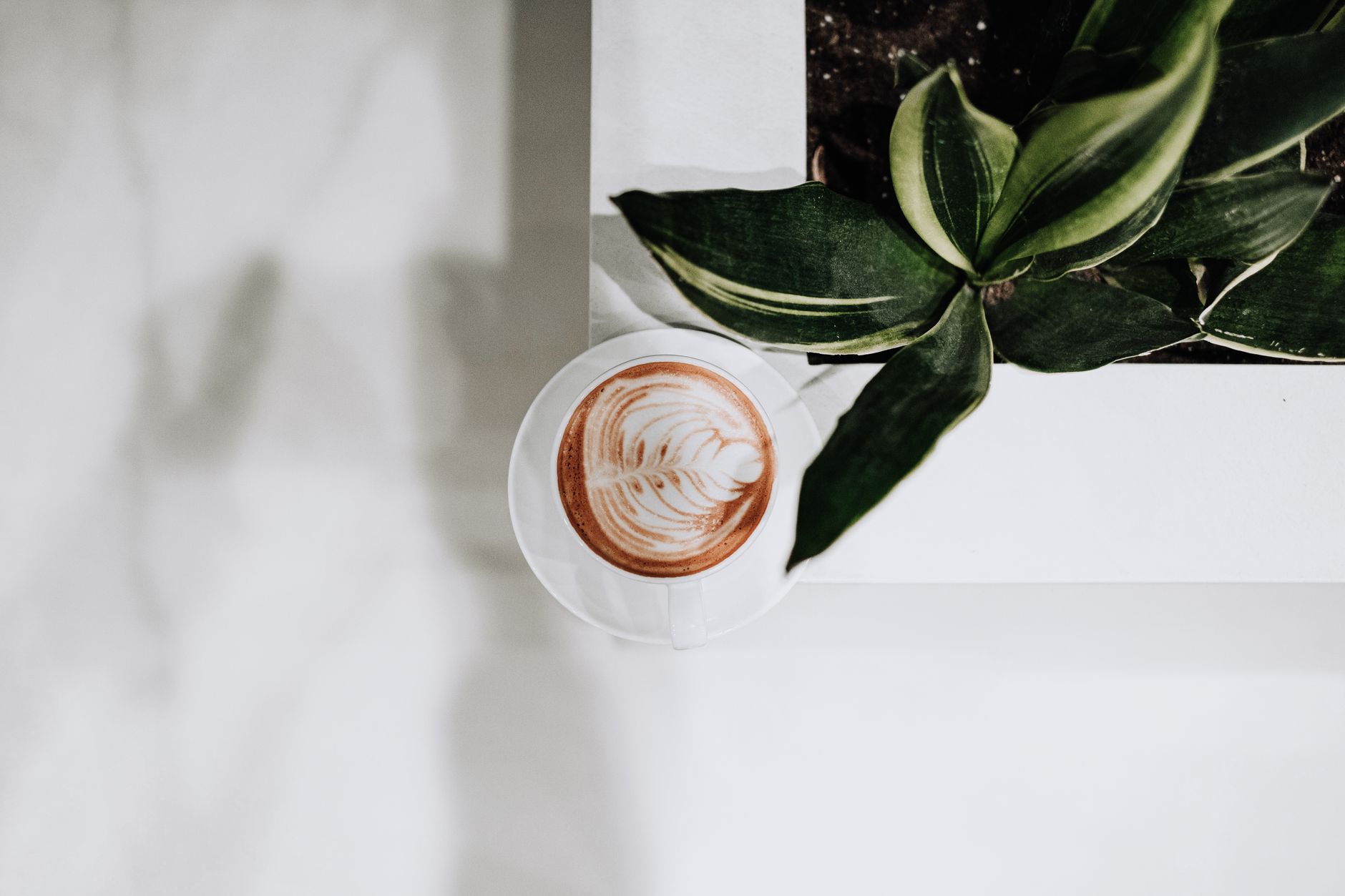 Top view of a coffee cup with latte art next to a lush potted plant.