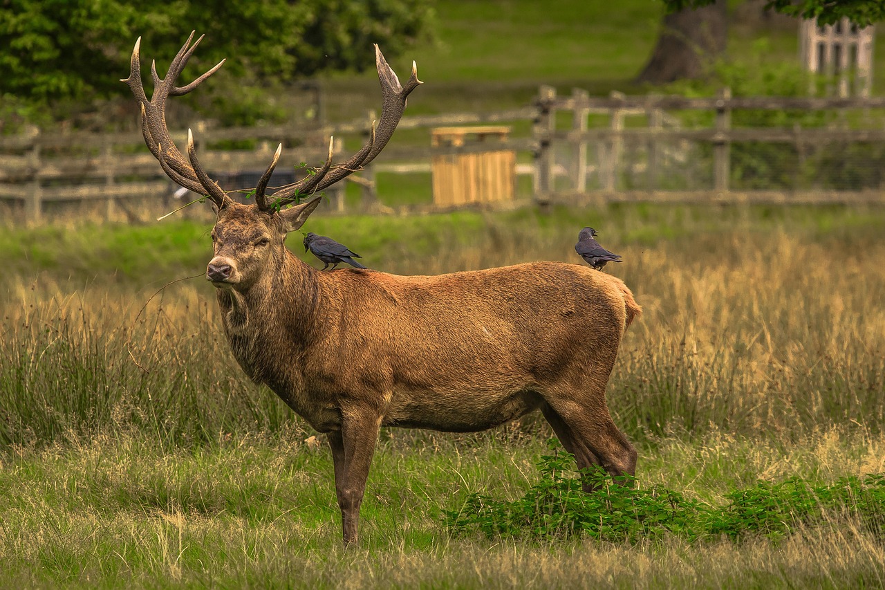 richmond, deer, the animal, deer, deer, deer, deer, deer