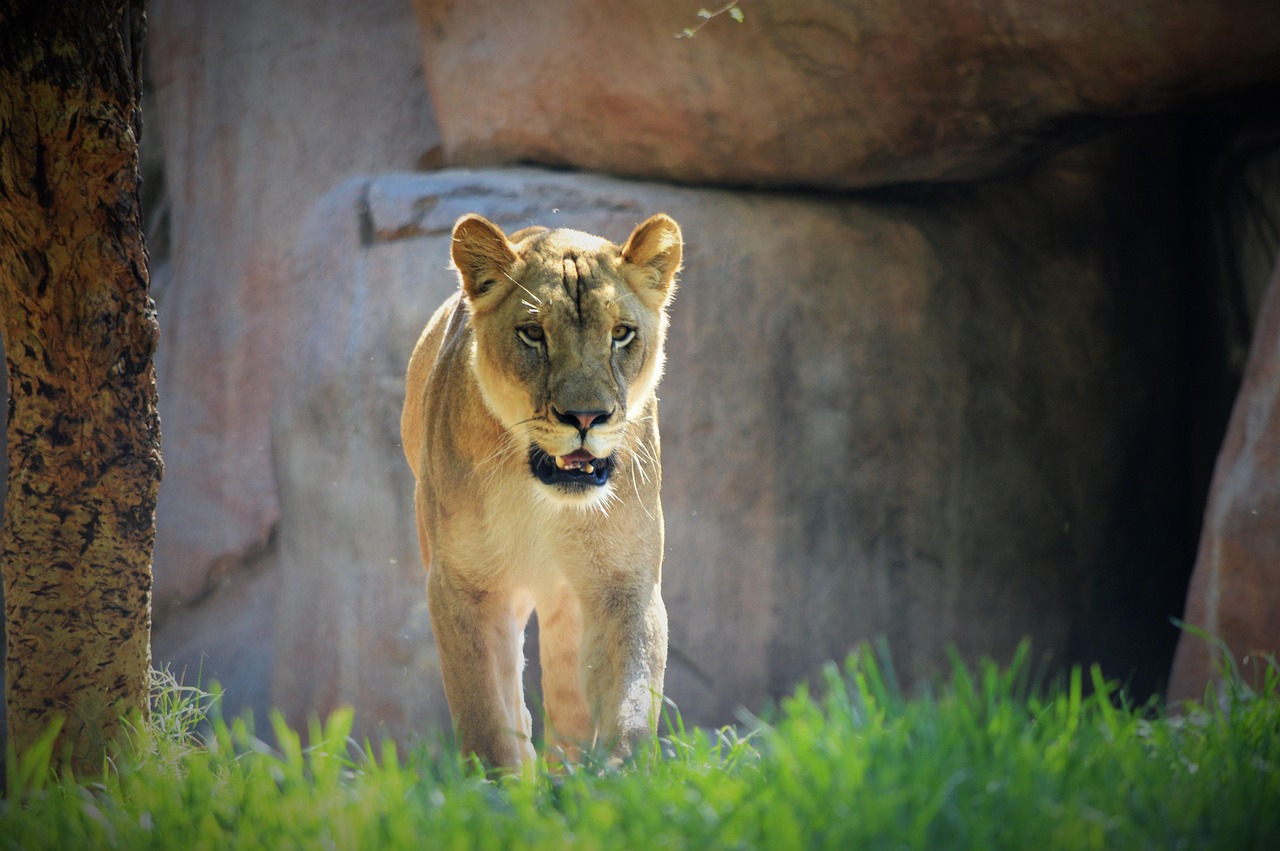 lioness, safari park, san diego