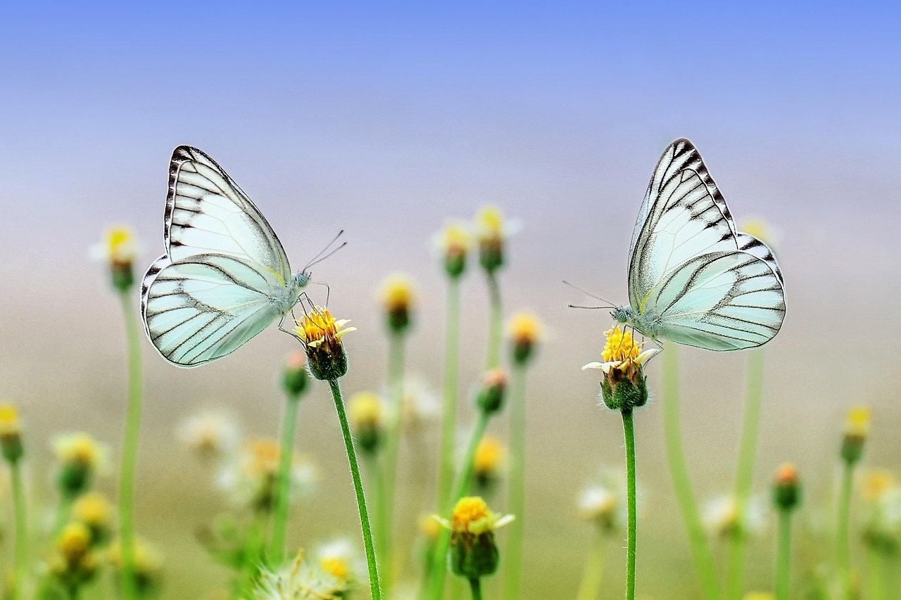 butterflies, flowers, pollinate, pollination, beautiful flowers, white butterflies, butterfly wings, winged insects, flower background, lepidoptera, insects, flower wallpaper, flora, fauna, spring, outdoors, nature