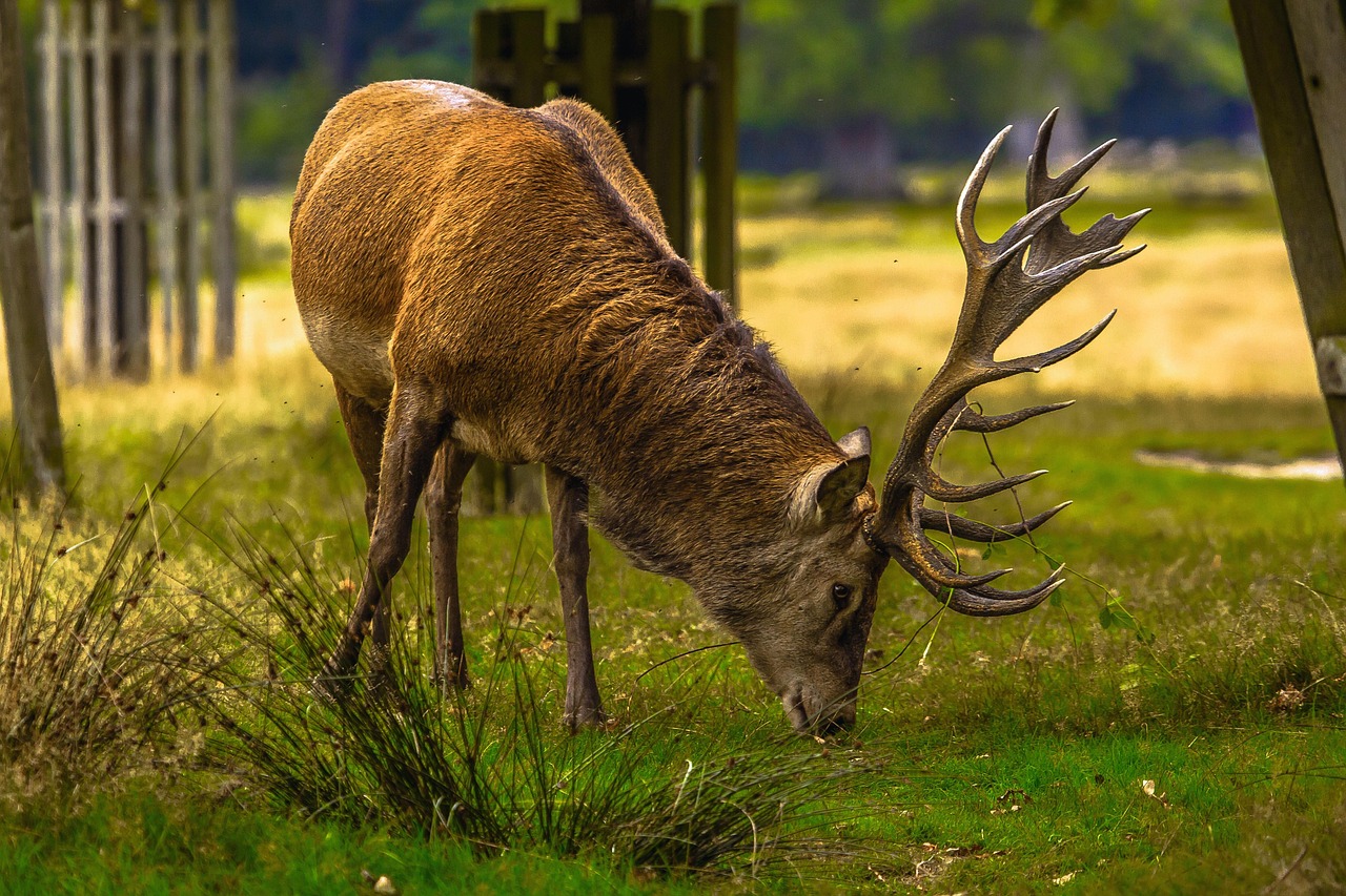 deer, the animal, richmond, corners, deer, deer, deer, deer, deer
