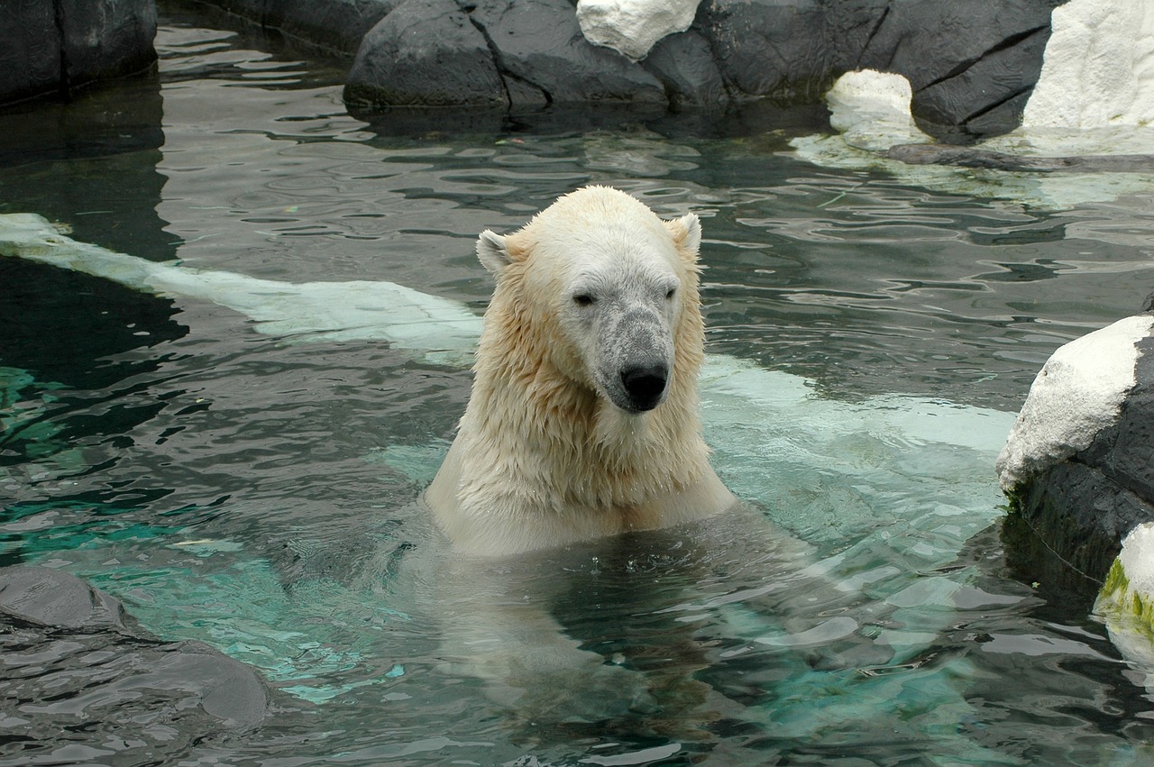 polar bear, san diego zoo, zoo, polar bear, polar bear, polar bear, polar bear, polar bear