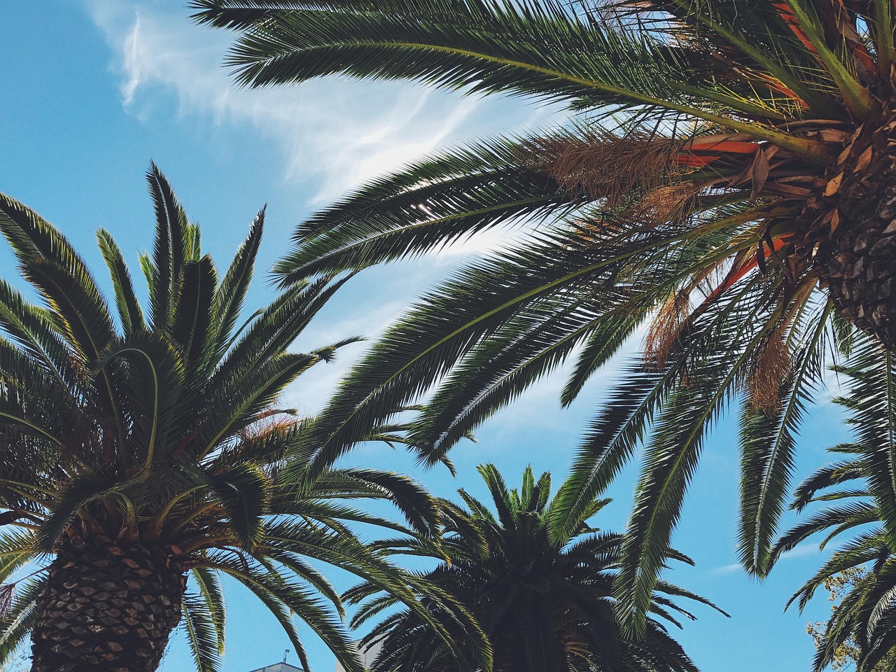 blue, bright, happy, leaves, palm tree, nature, palm trees, san jose, sky, blue sky, sun, sunny, tree, tropical