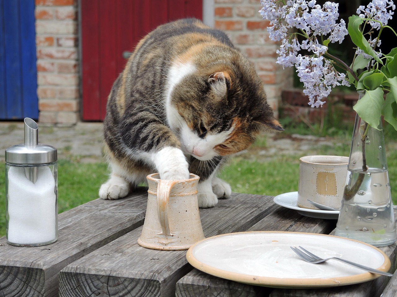 cat, animal, pet, sweet tooth, milk thief, coffee
