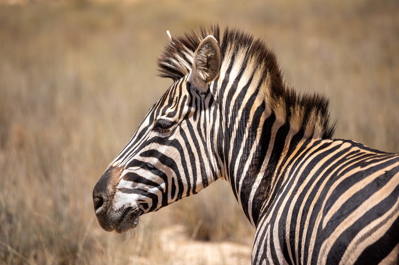 zebra, wildlife, savanna, black and white, africa, striped, nature, zoo, wild, natural world, wilderness, ecosystem, nature reserve, ecotourism, grazing, cape town, snout, biotope, wild horse, credo