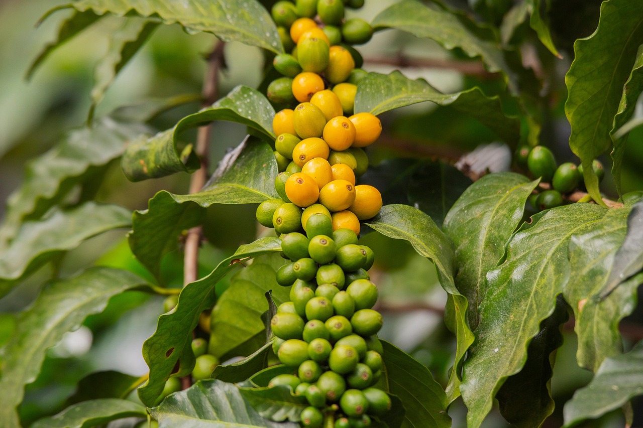 plant, bush, branch, grain, maturation, coffee, coffee tree, plantation, nature, guatemala