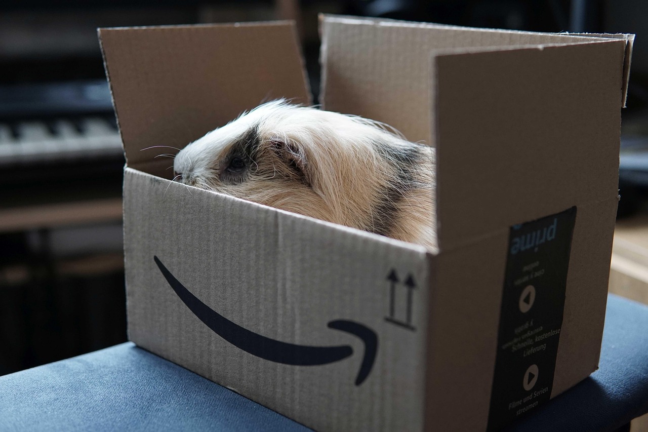 guinea pig, amazon, delivery, parcel, postage, pet, delivery box, package, amazon delivery, amazon prime, amazon, amazon prime, amazon prime, amazon prime, amazon prime, amazon prime