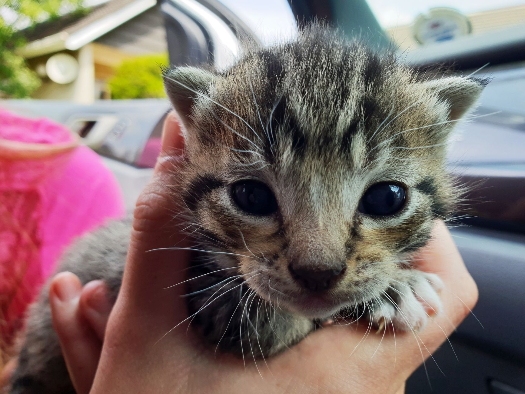 Close-up image of a cute tabby kitten being held gently in human hands, showcasing its expressive eyes.