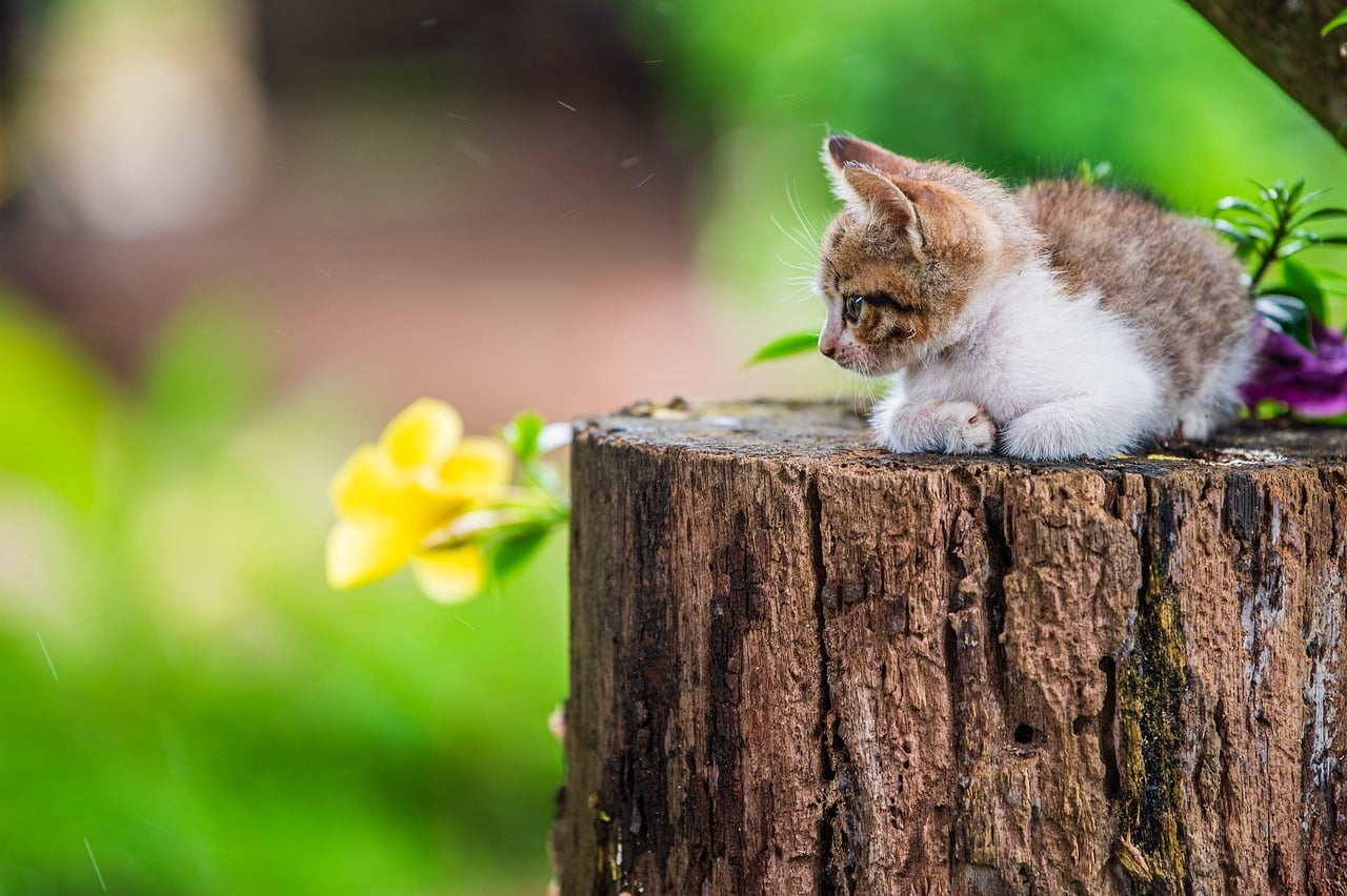 kitten, tabby kitten, cat, flowers, garden, flower wallpaper, nature, green leaves, pet, outdoor, beautiful flowers, adorable, tree stump, yellow flowers, landscape, animal, summer, charm, calmness, flower background, photography, log, small animal, bokeh, cuteness