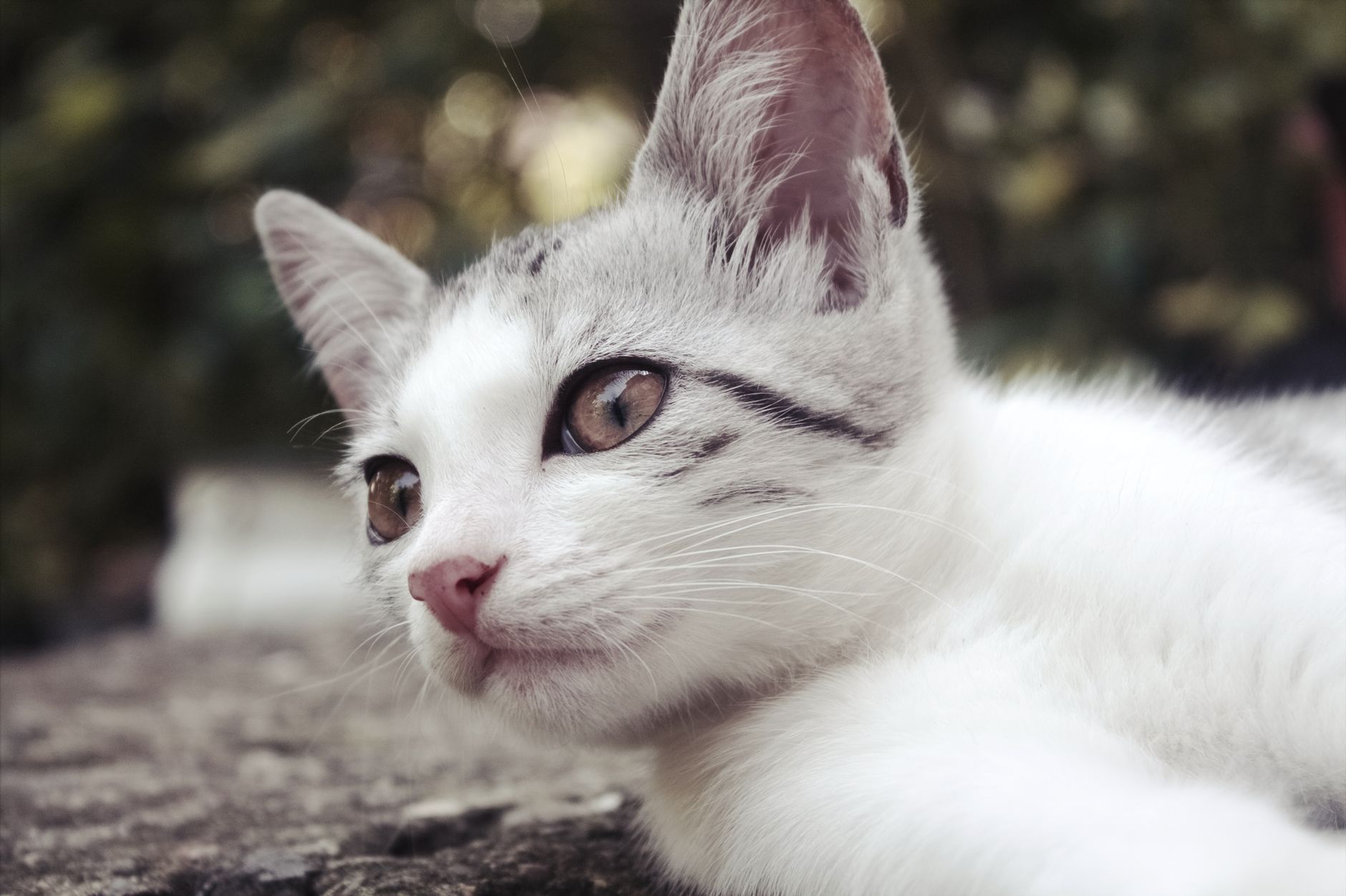 Close-up of a white and gray domestic cat with stripes lying outdoors on a sunny day.