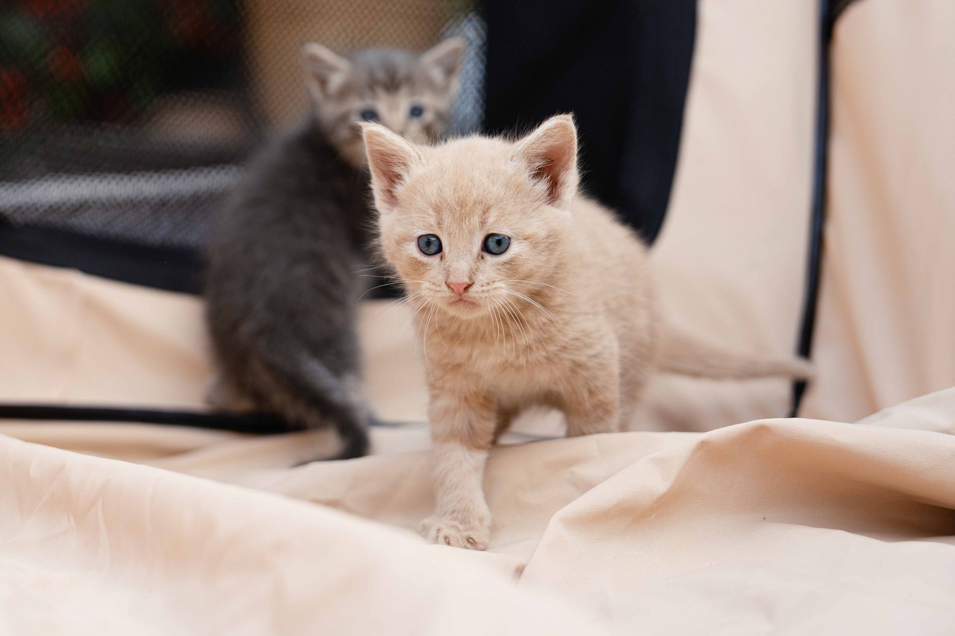 Adorable kittens exploring on cozy beige fabric. Perfect for pet lovers.