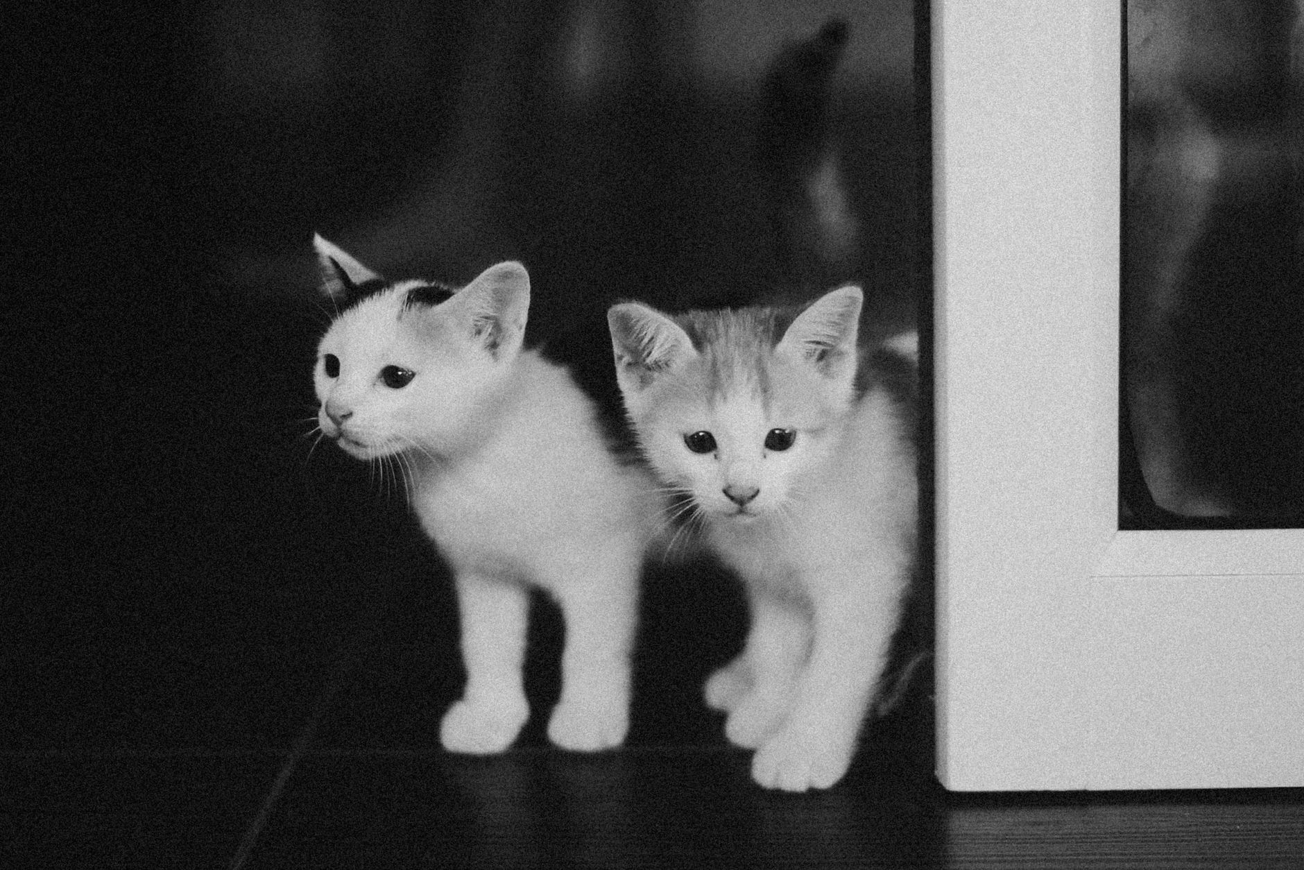 Adorable black and white photo of two curious kittens peeking from behind a door indoors.