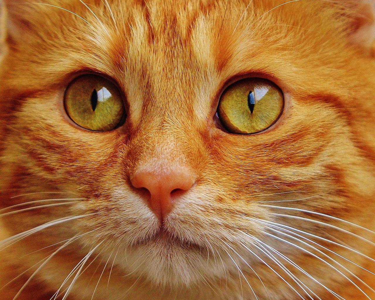 cat, red, cute, mackerel, nature, tiger, cozy, animal, domestic cat, fur, wildlife, domestic animal, cat face, young cat, playful, pet, red mackerel tabby, kitten, red cat, cat eyes