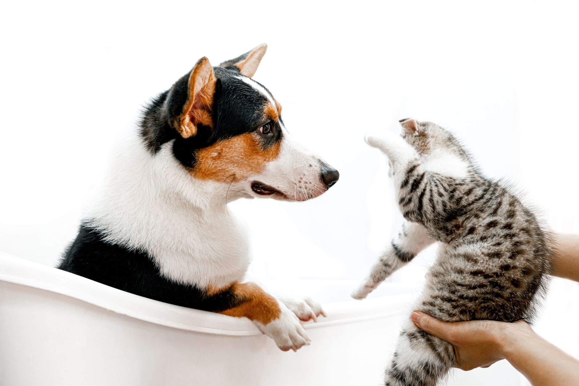 Dono de pet aplicando cupom no computador