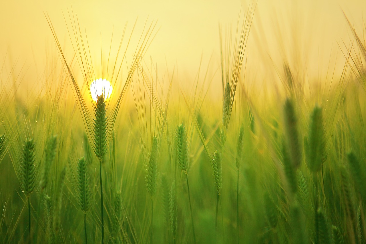 barley field, wheat, agriculture, plow, tillage, farm, harvest, sunrise, morning, landscape, nature, ne young na-young, jeju travel, jeju island, agriculture, agriculture, farm, sunrise, sunrise, sunrise, morning, morning, nature, nature, nature, nature, nature