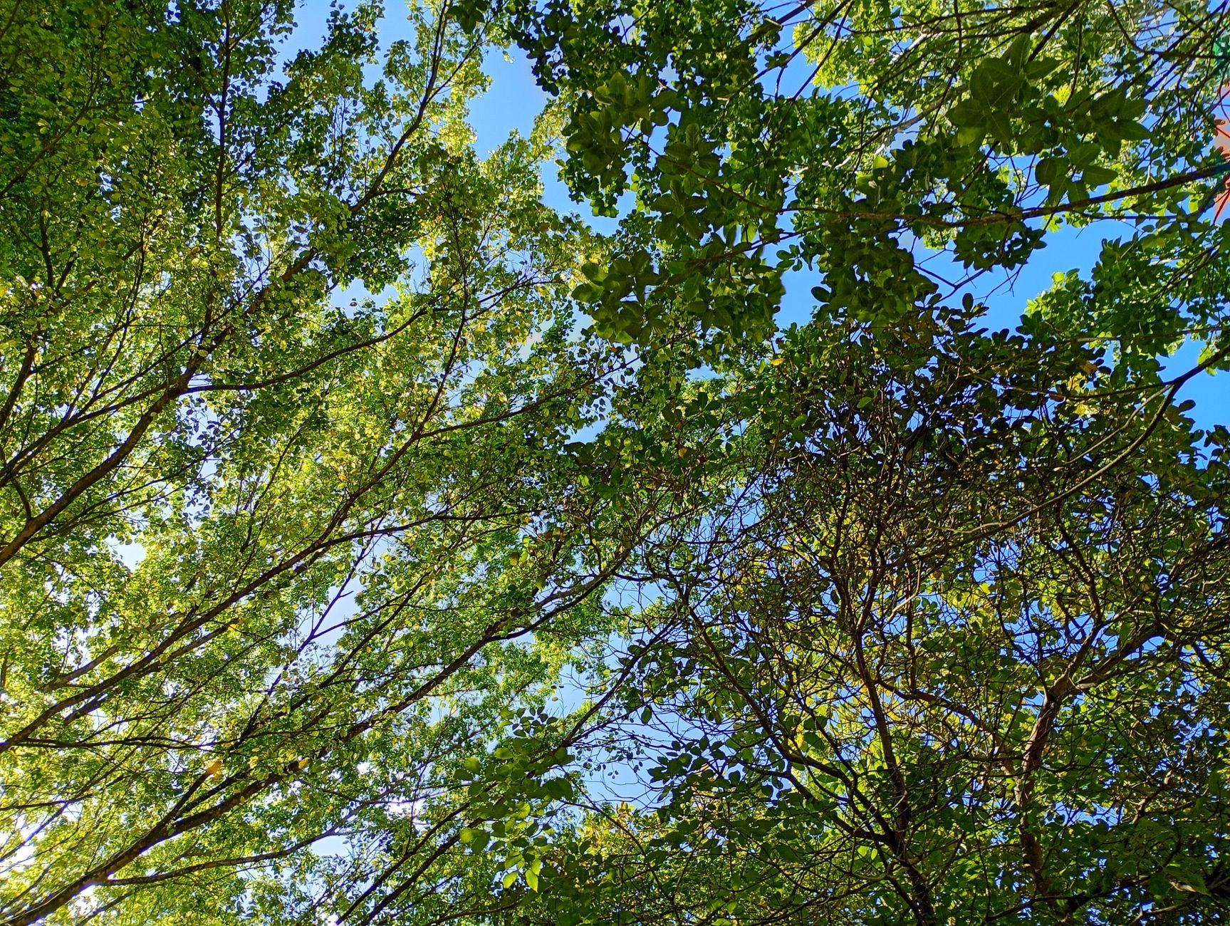 A vibrant view of a green tree canopy against a clear blue sky in PE, Brazil.