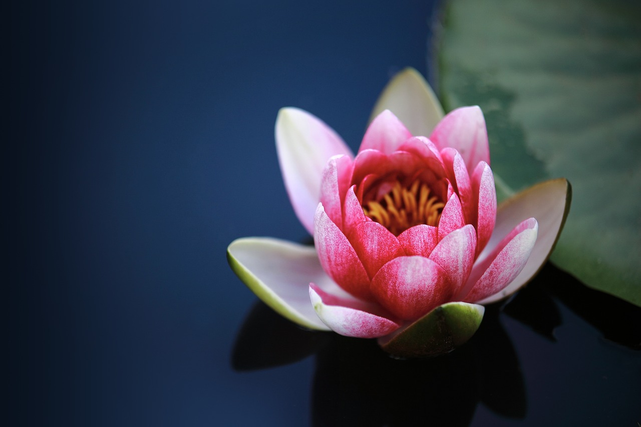 water lilies, flower wallpaper, pond, flower, pink flower, petal, pink petals, bloom, water plant, flora, flower background, nature, beautiful flowers, ne young na-young
