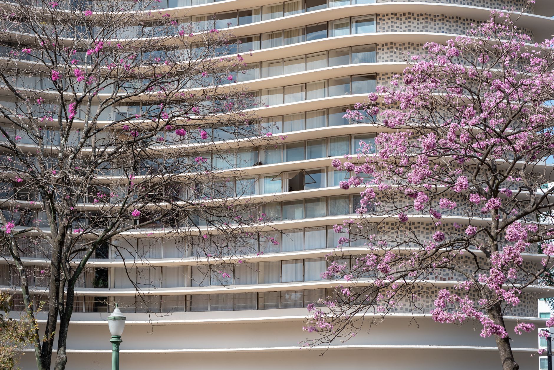 Stunning modernist building with pink Ipê trees in vibrant Belo Horizonte, Brazil.