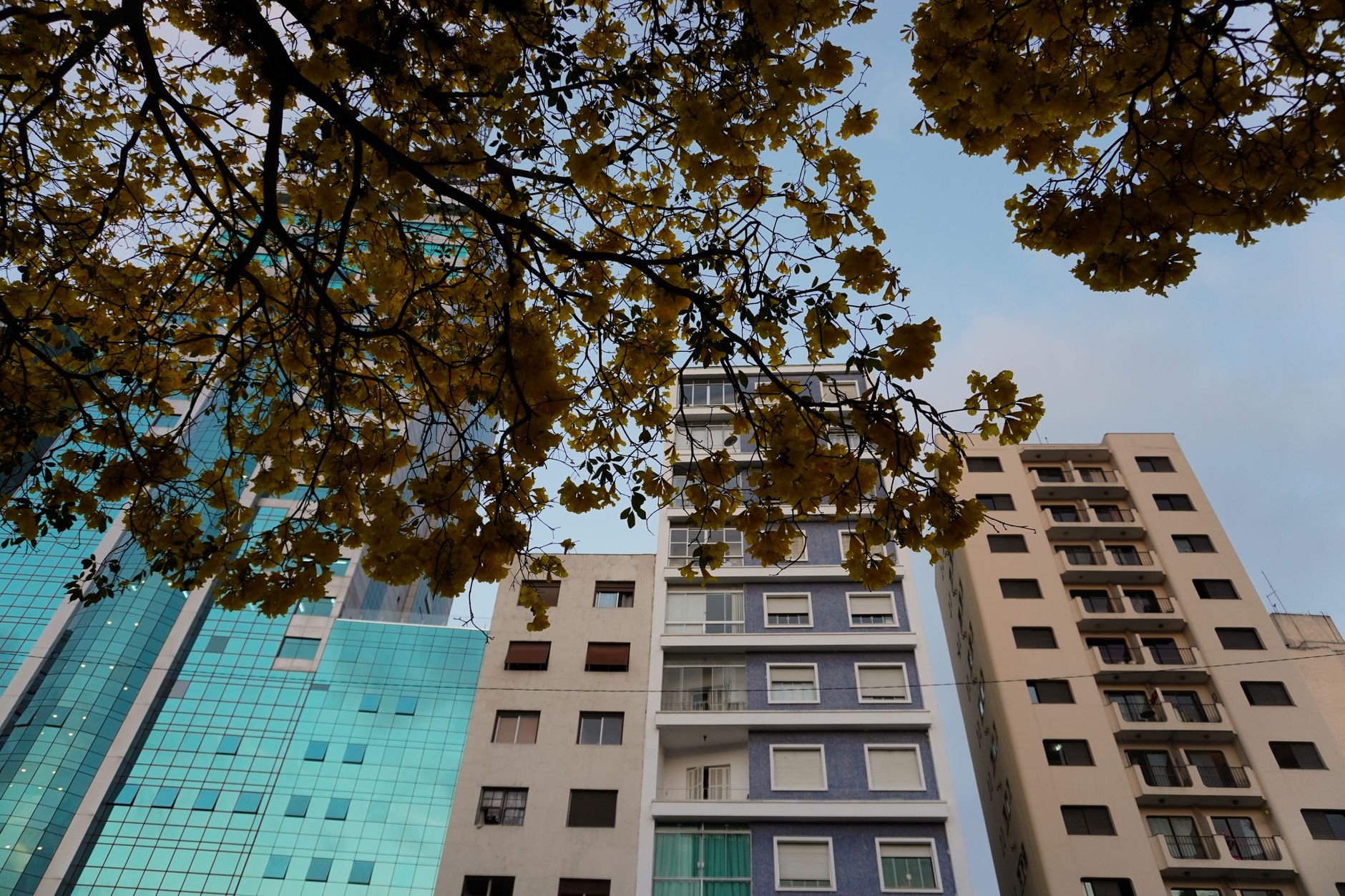 City scene featuring modern buildings framed by tree branches against a clear sky.