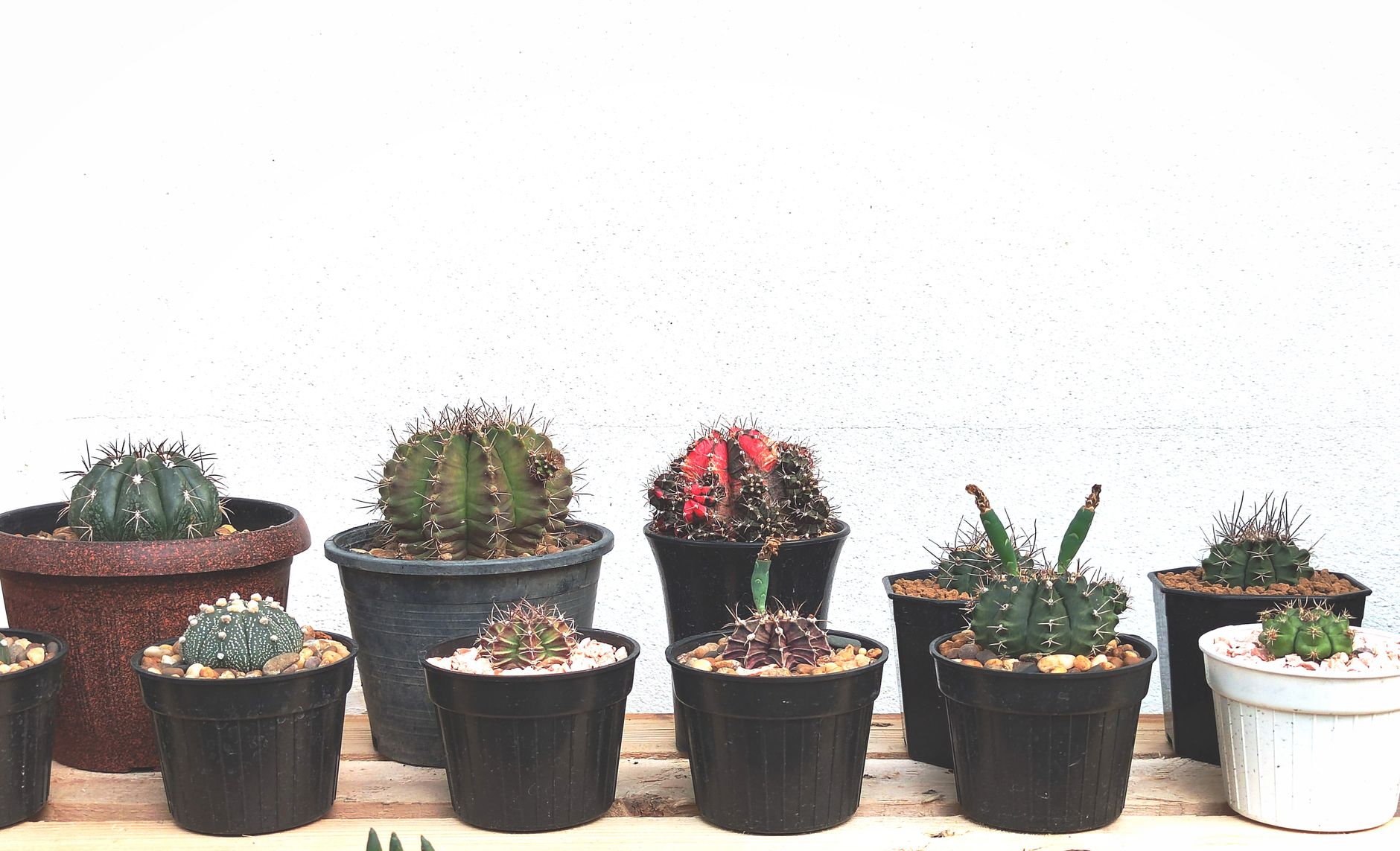 An arrangement of various potted cacti displayed on a wooden shelf against a white wall.