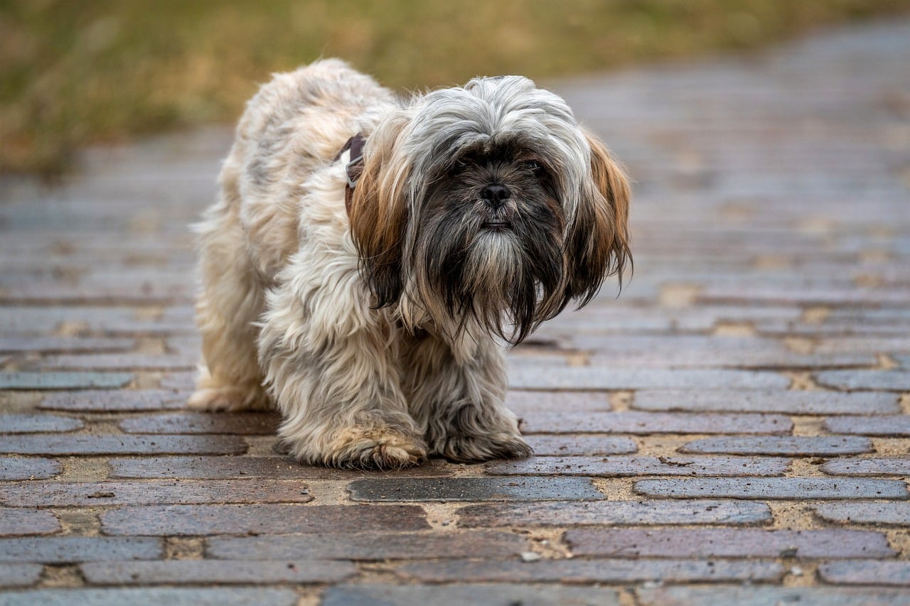 shih tzu, dog, animal, mammal, canine, domestic, pet, nature, fluffy, playful, friendly, race, purebred dog