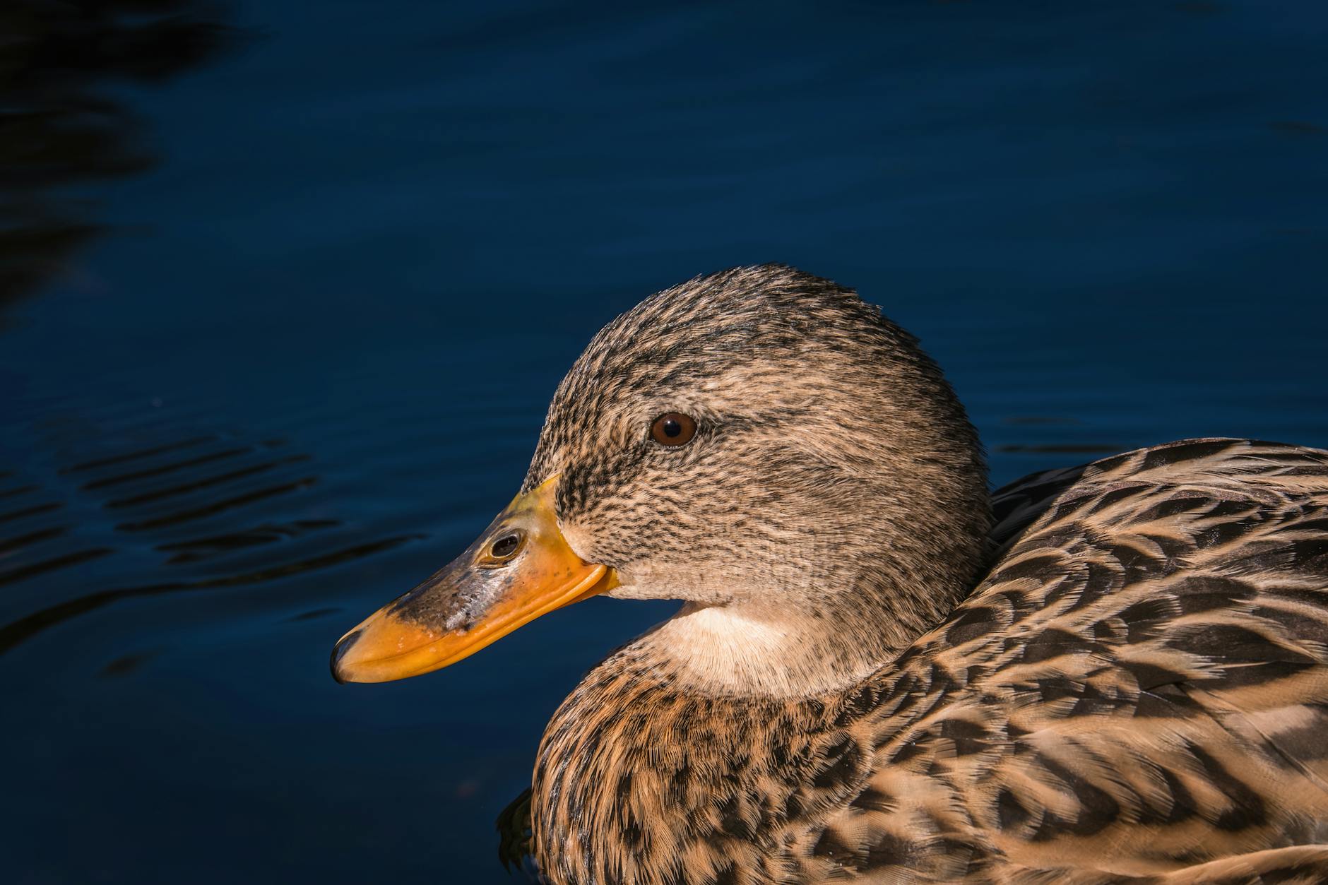 Intimate close-up of a female mallard duck swimming in calm water, showcasing intricate feather patterns.