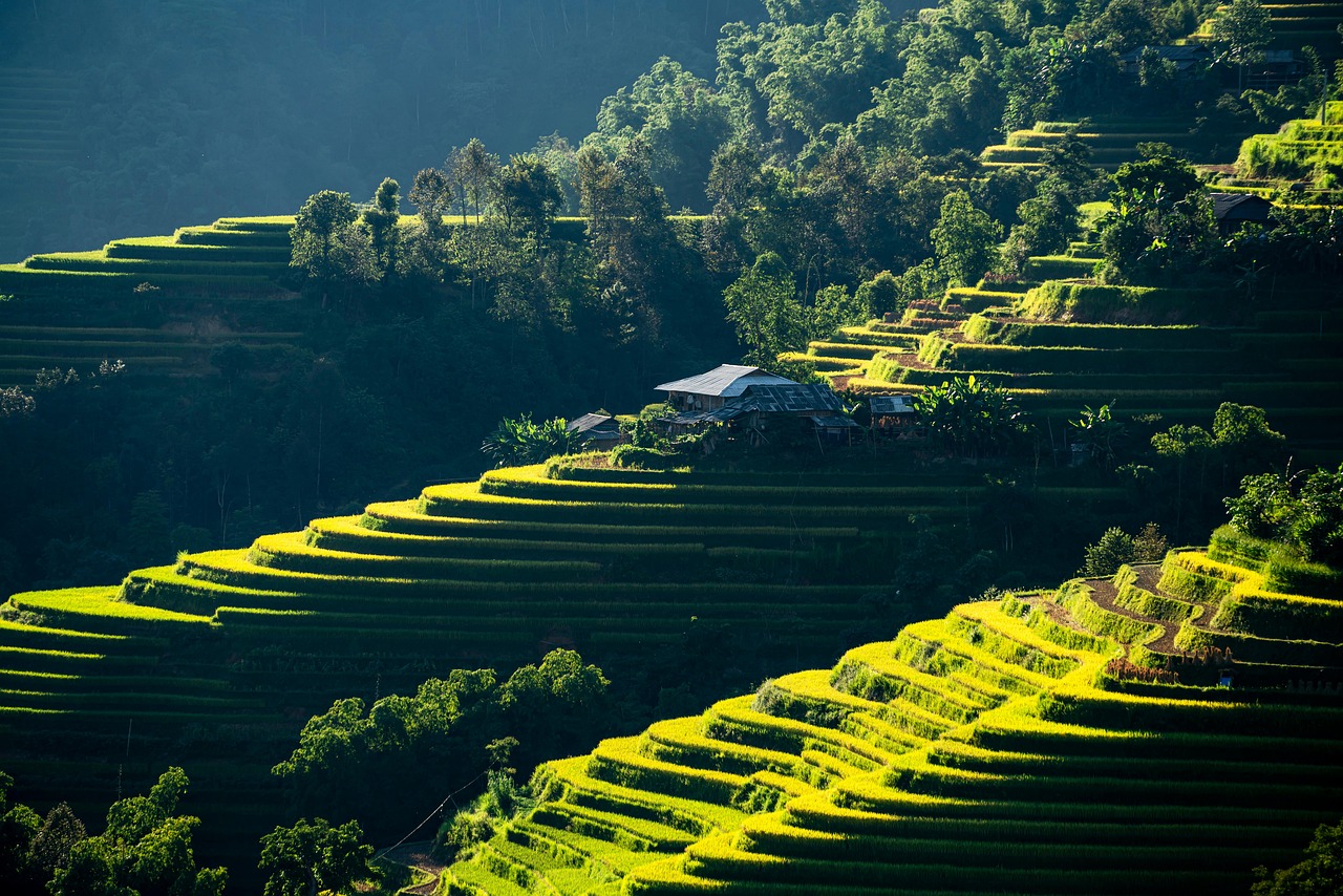 mountain, forest, nature, plateau, step, apartment, colors, paddy field