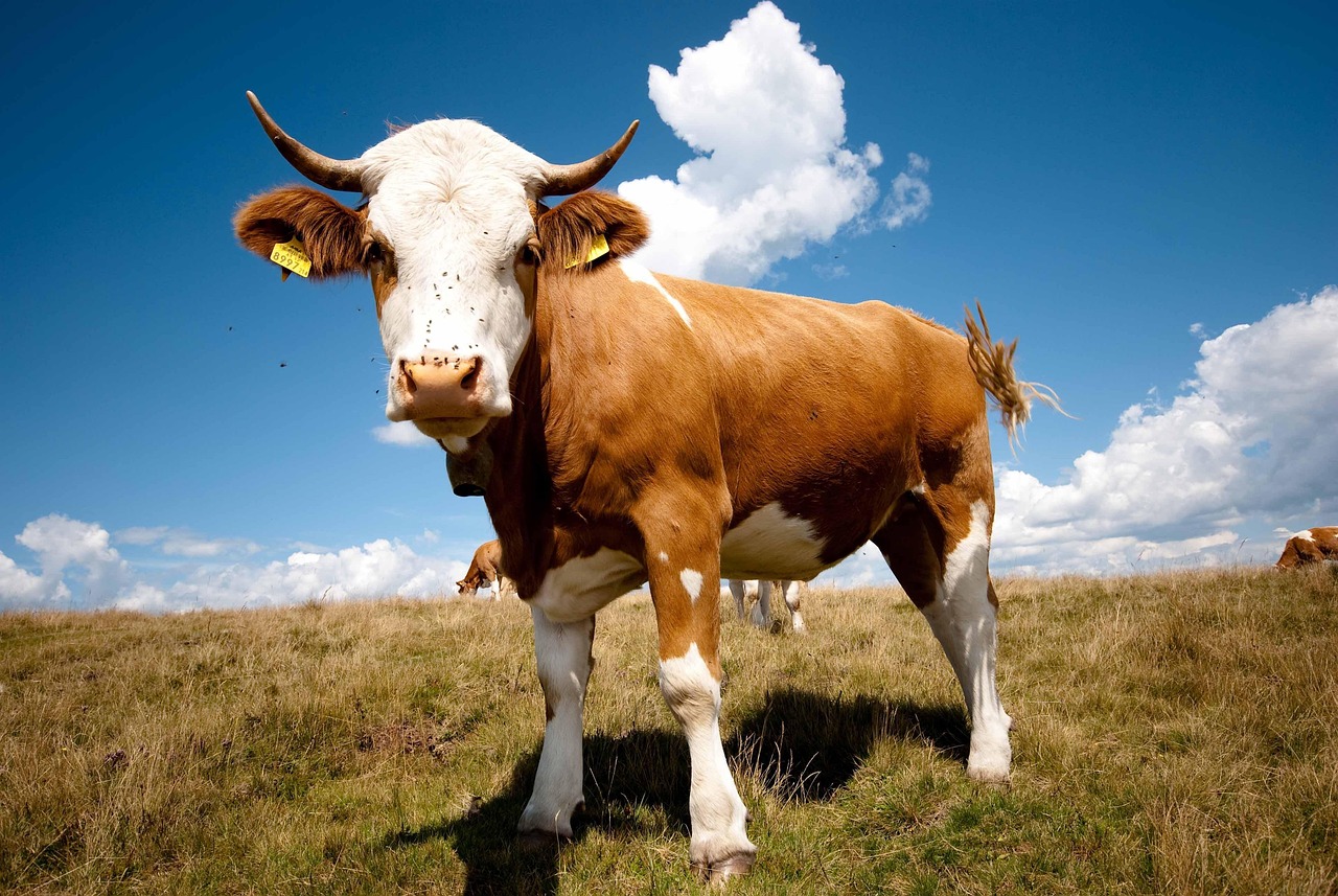 bull, wide angle, nature, summer