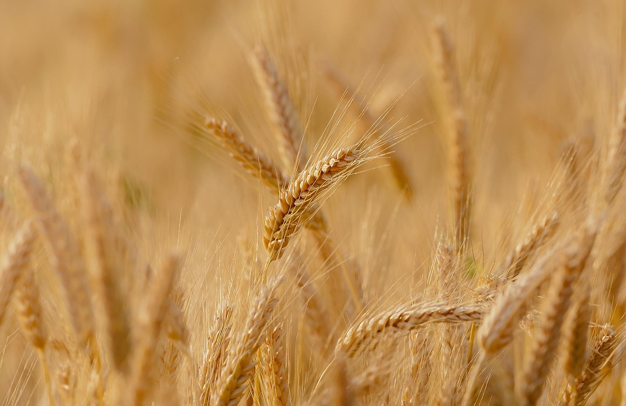 wheat, field, cereals, wheat field, barley, crops, wheat crops, arable land, agriculture, farm, farming, cultivation, nature, landscape, rural, countryside, wheat, wheat, wheat, wheat, wheat