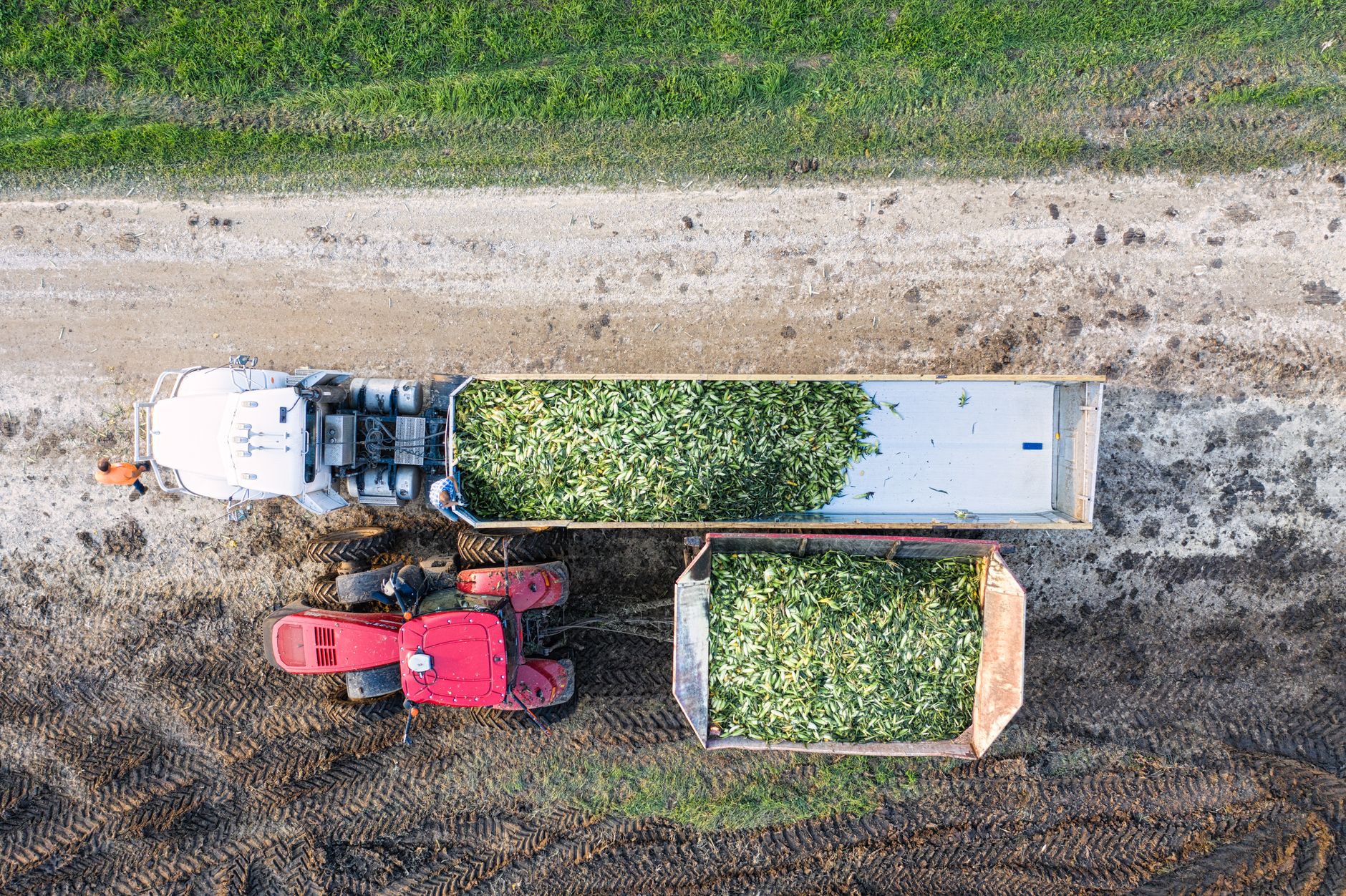 Top-down view of corn harvest in Minnesota, showcasing tractors and trailers loaded with crops.