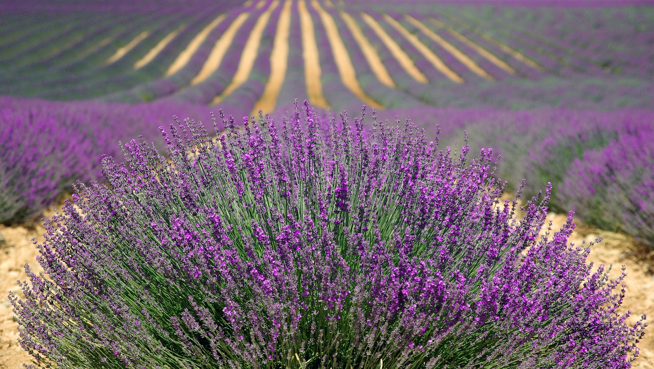lavenders, flowers, flower background, field, farm, lavender farm, purple flowers, lavender field, french lavender, purple, nature, provence, plants, agriculture, countryside, france, herbs, beautiful flowers, landscape, rural, outdoors, flora, bushes, flower wallpaper, rows