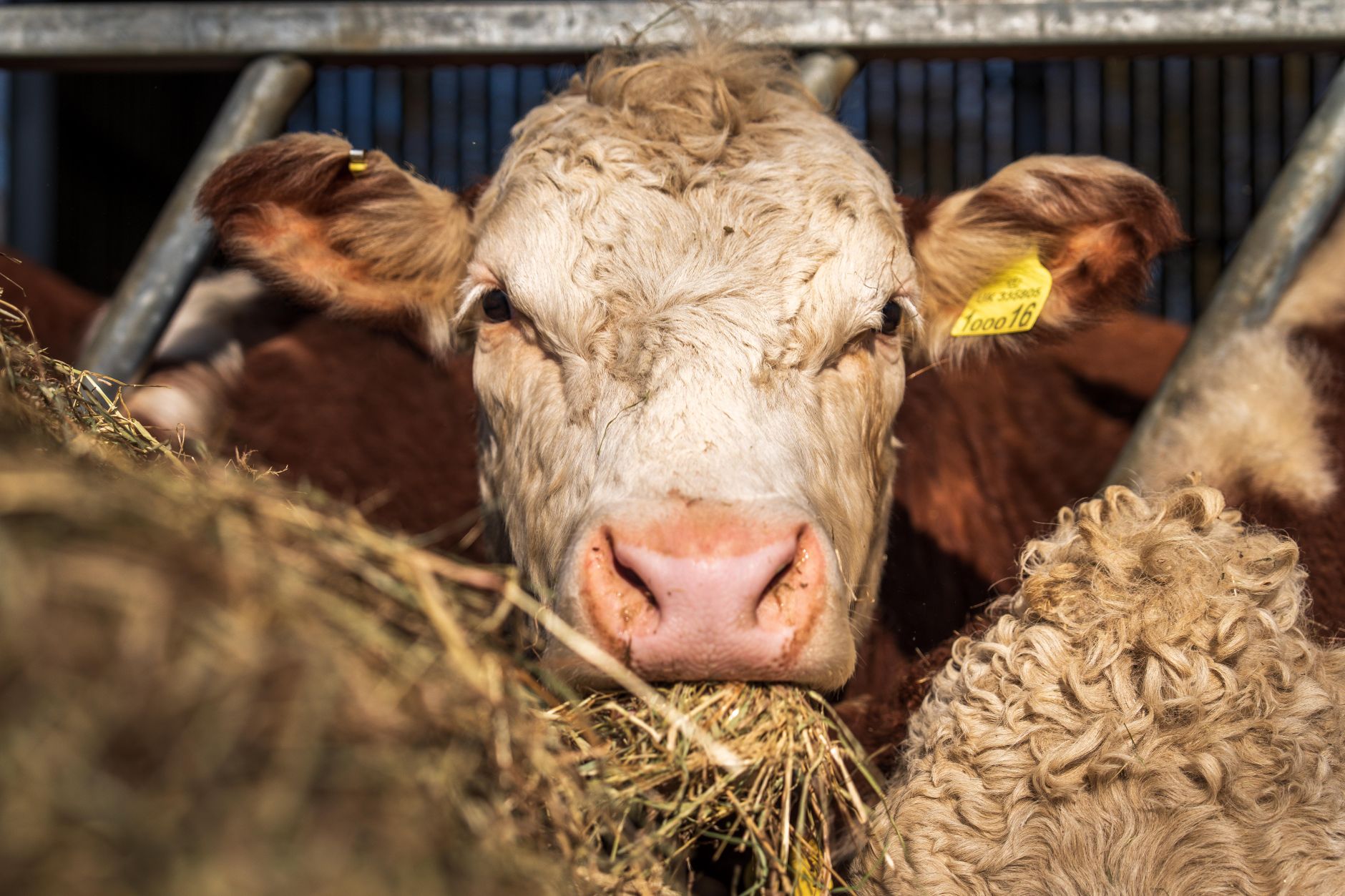 A close-up view of a cow eating hay in a barn, showcasing farm life and livestock care.