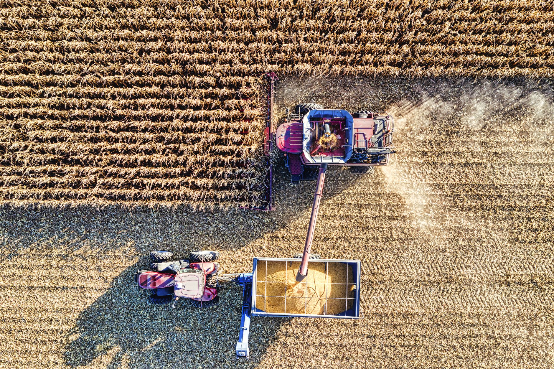Drone capture of harvesting machinery working on cornfield with ripe crops, showcasing modern agriculture.