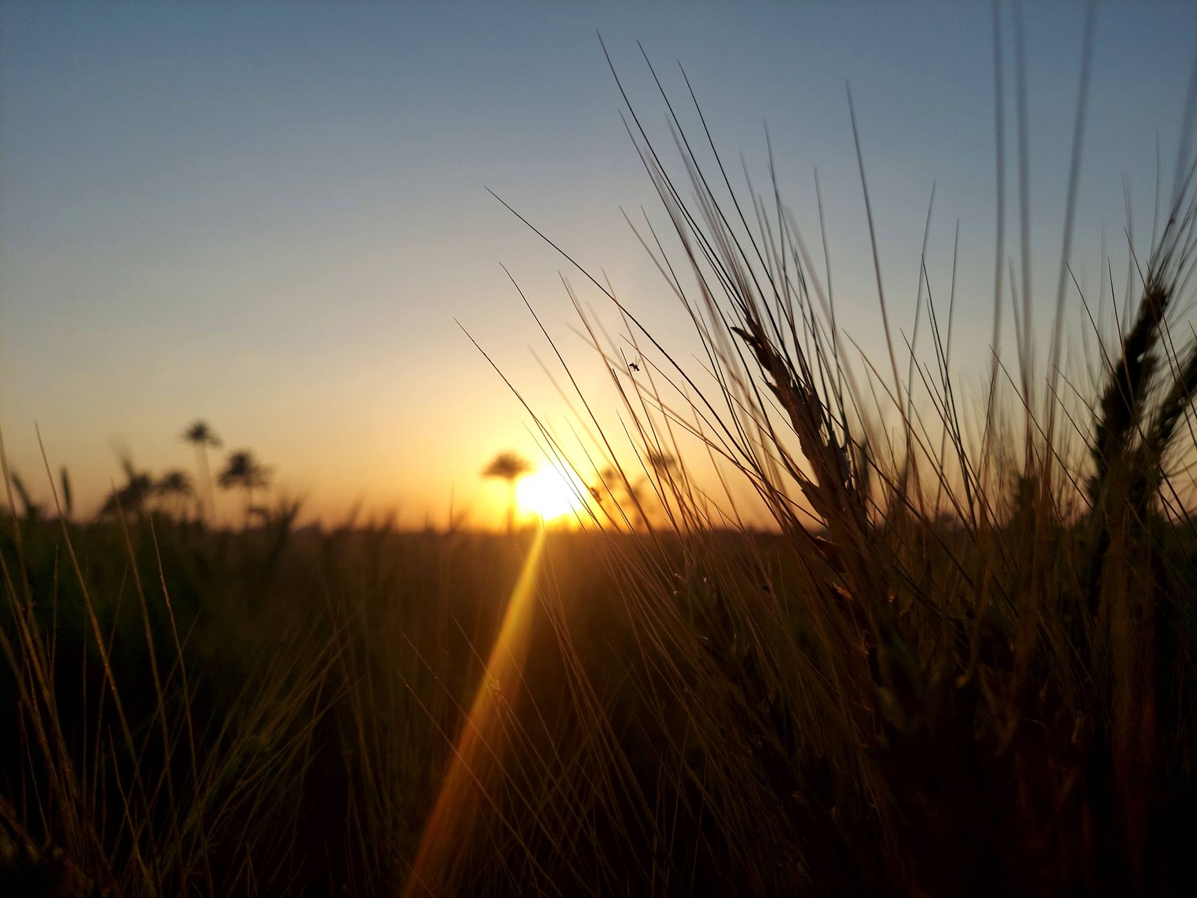 A beautiful sunset view through a field of wheat, capturing natural serenity.