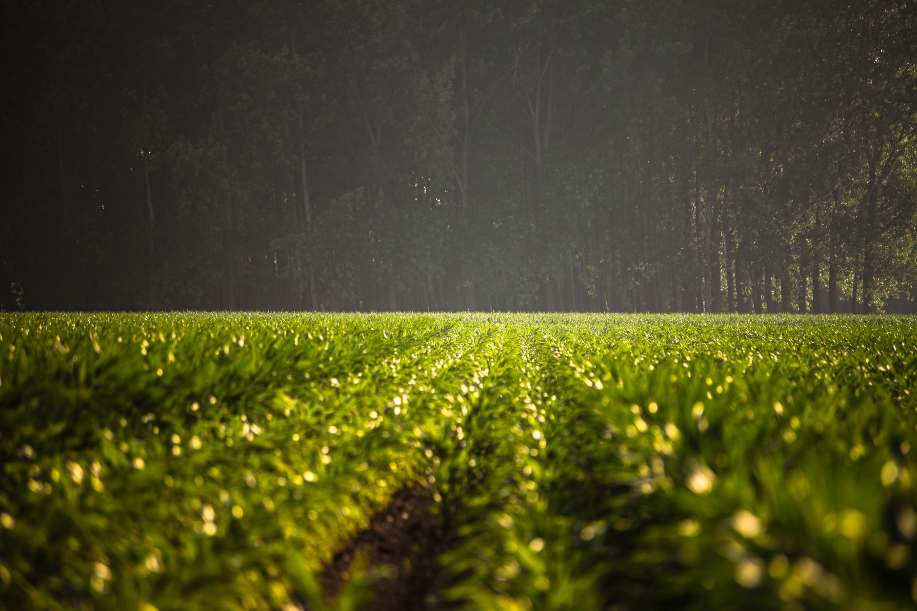 A vibrant green field with rows of crops extends to a dense forest under the warm light of sunset.