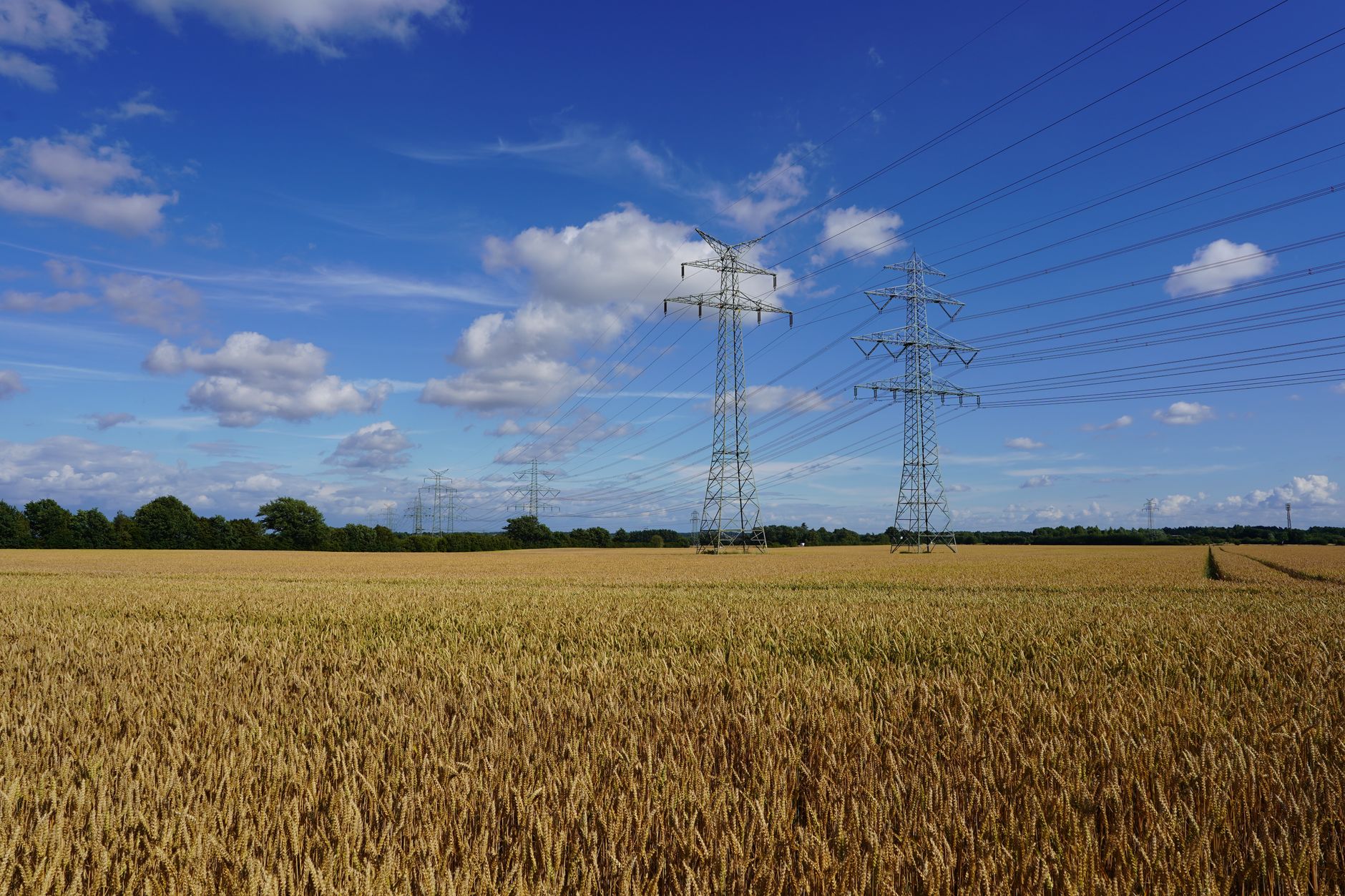 Expansive wheat field under a clear blue sky with power lines in Geesthacht, Schleswig-Holstein.