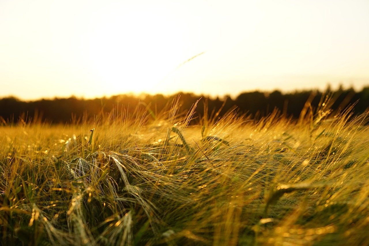 barley, field, sunset, grain, cereal grains, hordeum vulgare, agriculture, evening light, cultivation, barley field, crop, plant, plantation, farm, farmland, cropland, rural, countryside, dusk, nature, agriculture, agriculture, agriculture, farm, farm, farm, farm, farm, farmland