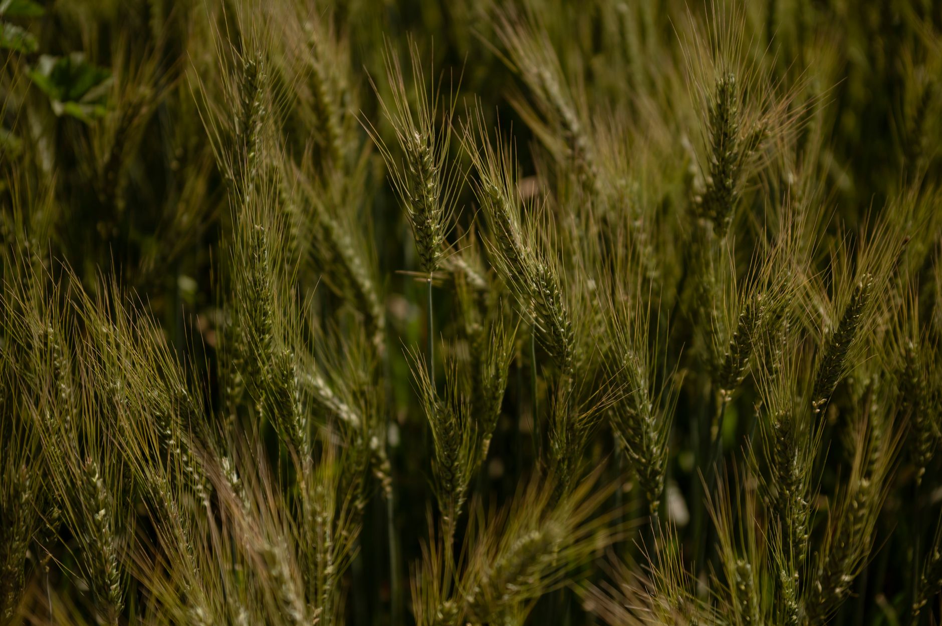 Captivating close-up of unripe wheat plants in a rural field showcasing agricultural beauty.