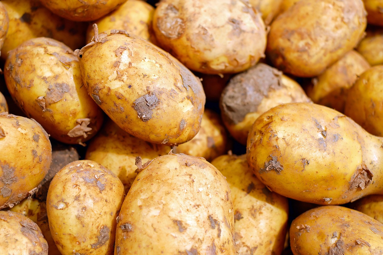 potatoes, vegetables, food, tuber, root vegetables, tuber crops, carbohydrates, raw potatoes, unpeeled, harvest, agriculture, produce, fresh produce, organic, potatoes, potatoes, potatoes, potatoes, potatoes, vegetables, agriculture