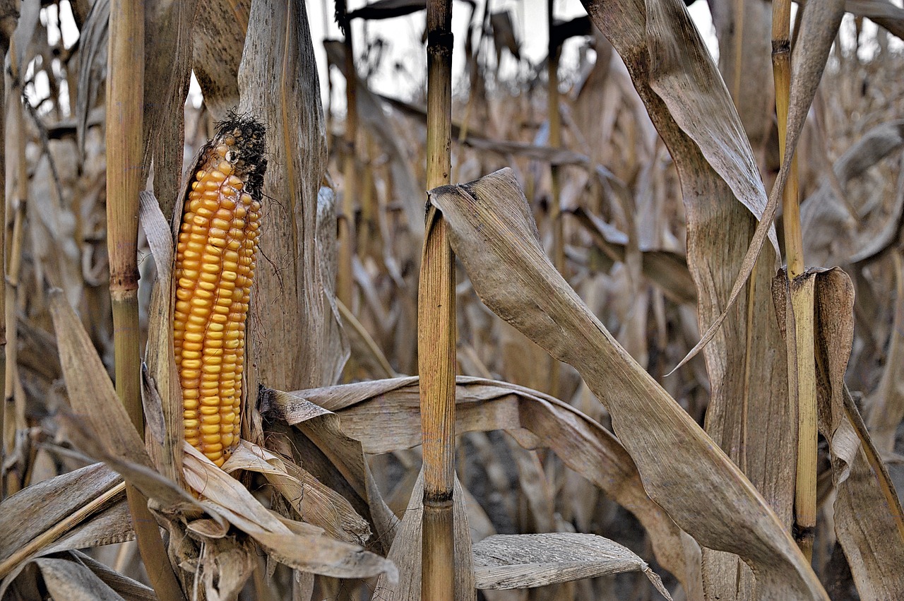 corn ordinary, nature, food, farm, straw, old corn, drying, forage, field, agriculture, growing corn, leaves, plant, a field of corn, texture