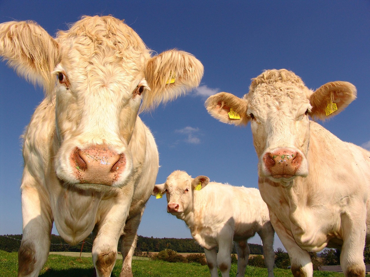 cows, curious, cattle, livestock, agriculture, cattle breeding, pasture, farm, mammals, ruminants, nature, animals, animal world, farm animals