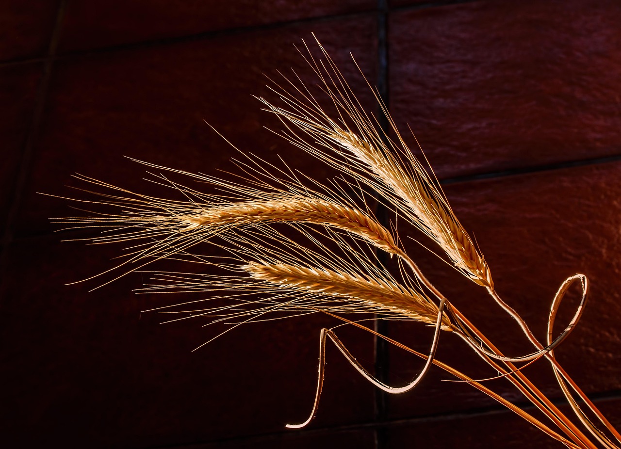 barley, dried grass, cereal grain, health food, golden light, autumn, still life, dawn, light and dark, highlight and shadow, barley, barley, barley, barley, barley, still life