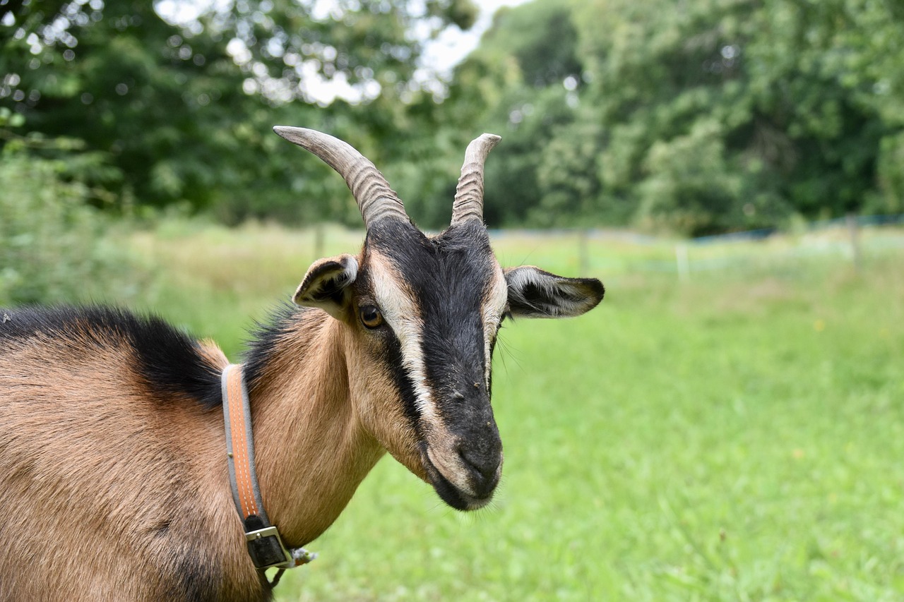 goat, horns, animals, farm, livestock, farm animal, mammals, pre, nature, grass, ruminant, goat funny