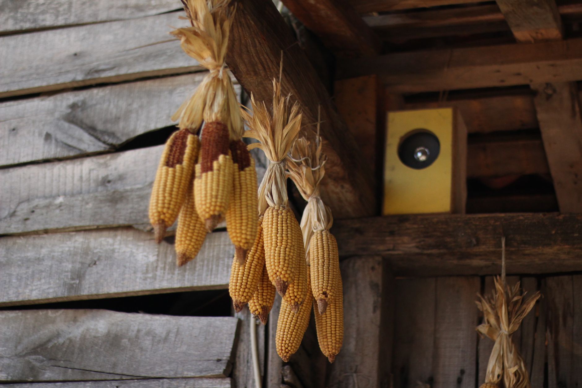 Clusters of dried corn cobs hanging in a rustic barn setting, highlighting autumn harvest traditions.