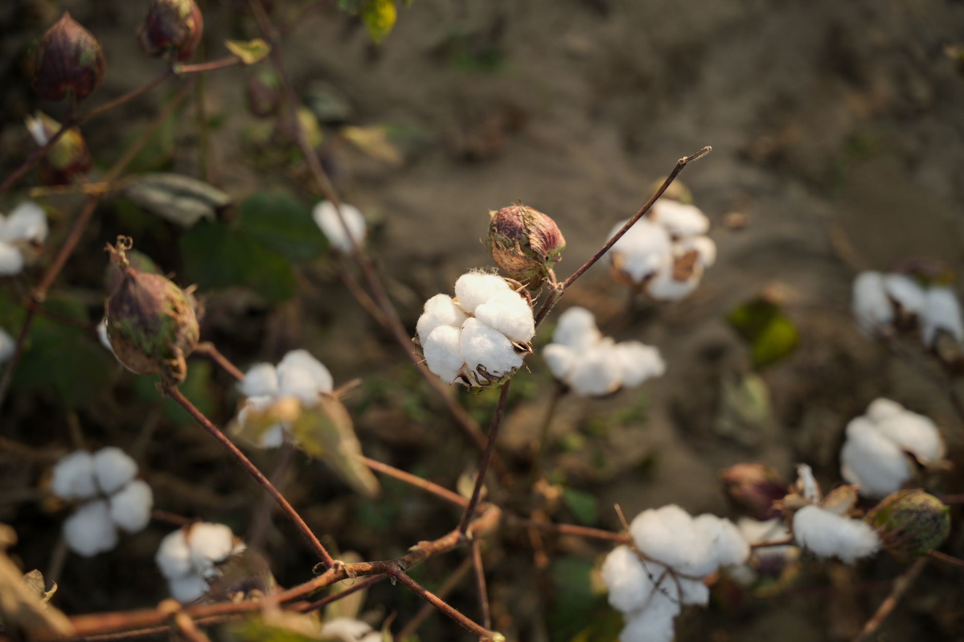 Detailed view of cotton plants in an agricultural field under natural light.