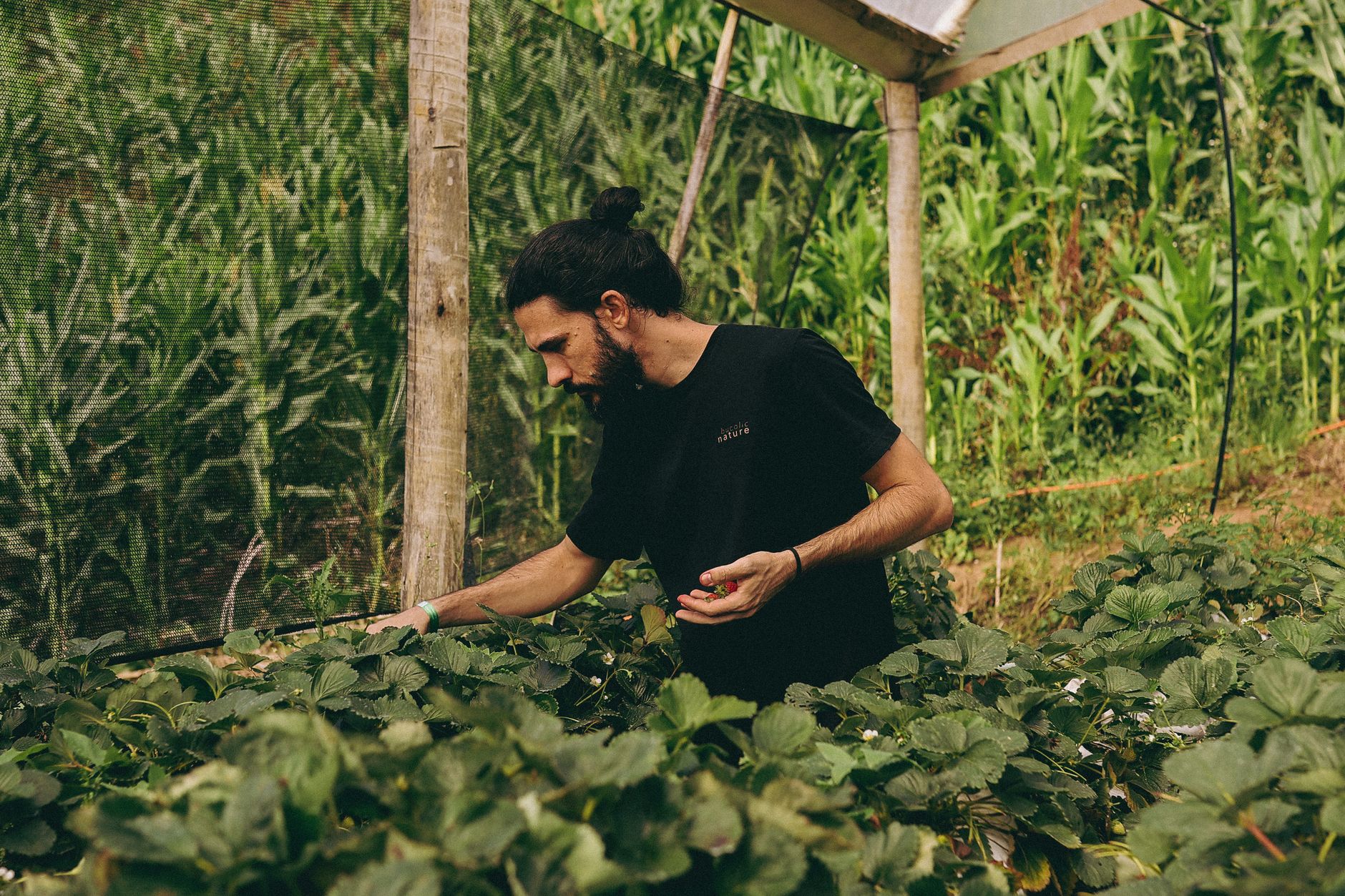 A man tends to a strawberry patch in a greenhouse, highlighting organic farming practices.