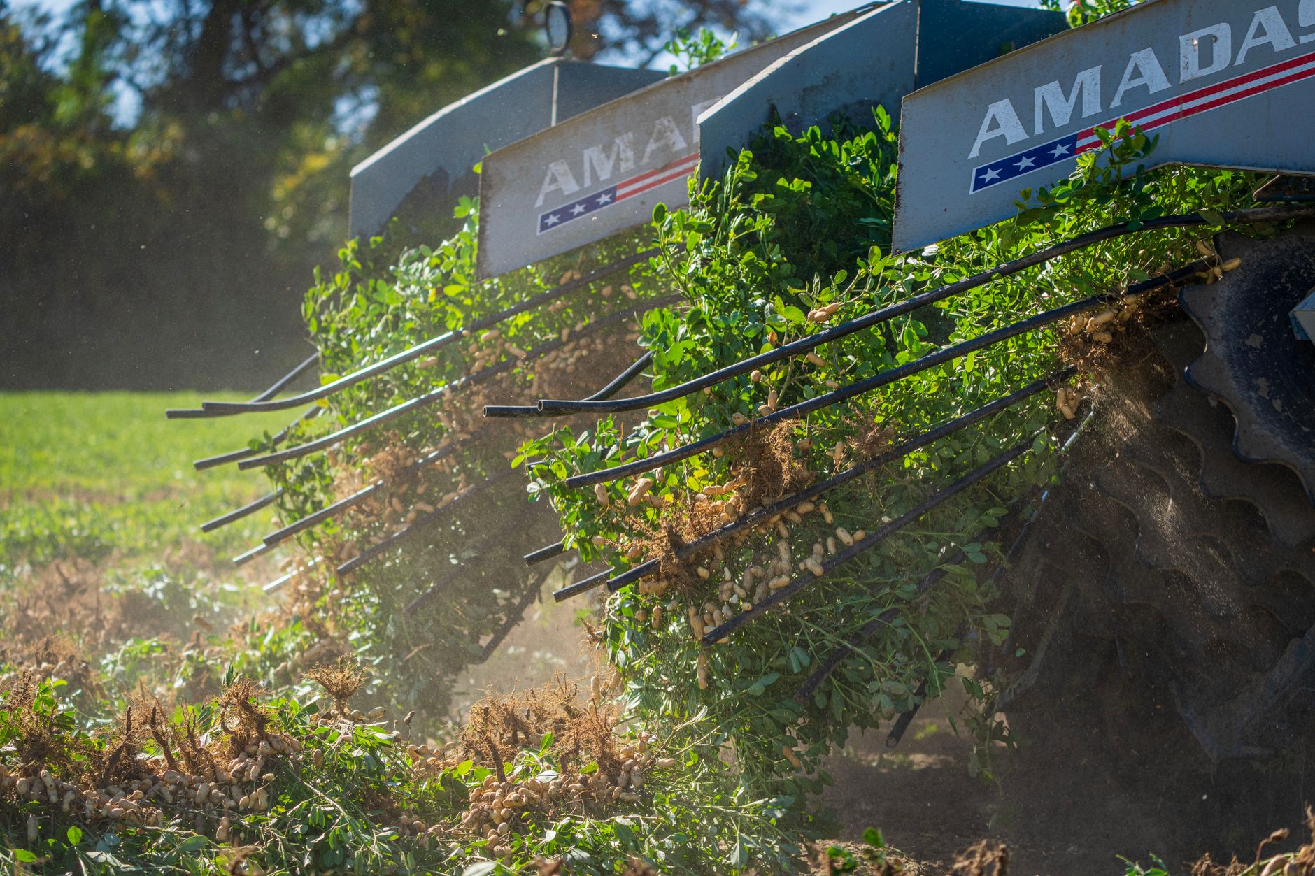 Close-up of peanut digger harvesting in a sunny rural setting.