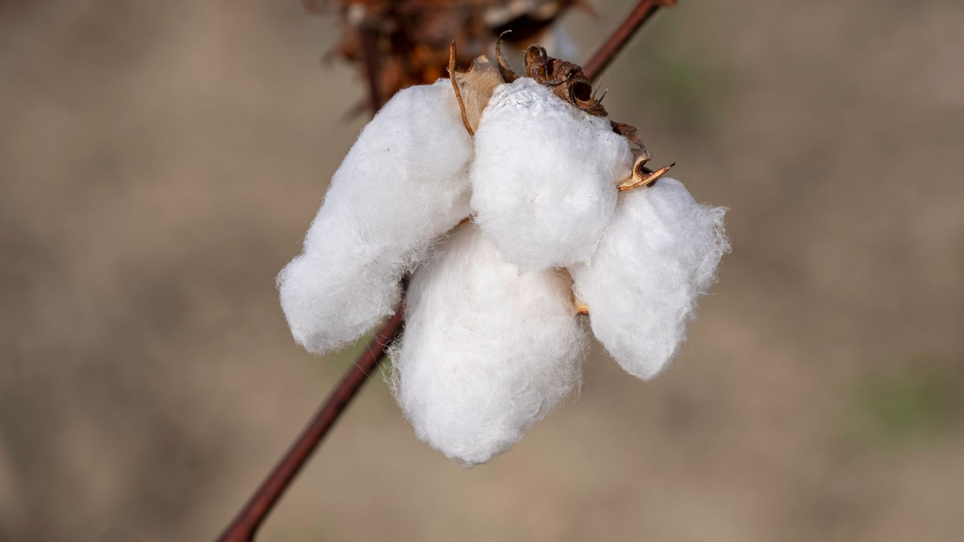 Detailed view of a cotton boll on the plant with blurred background