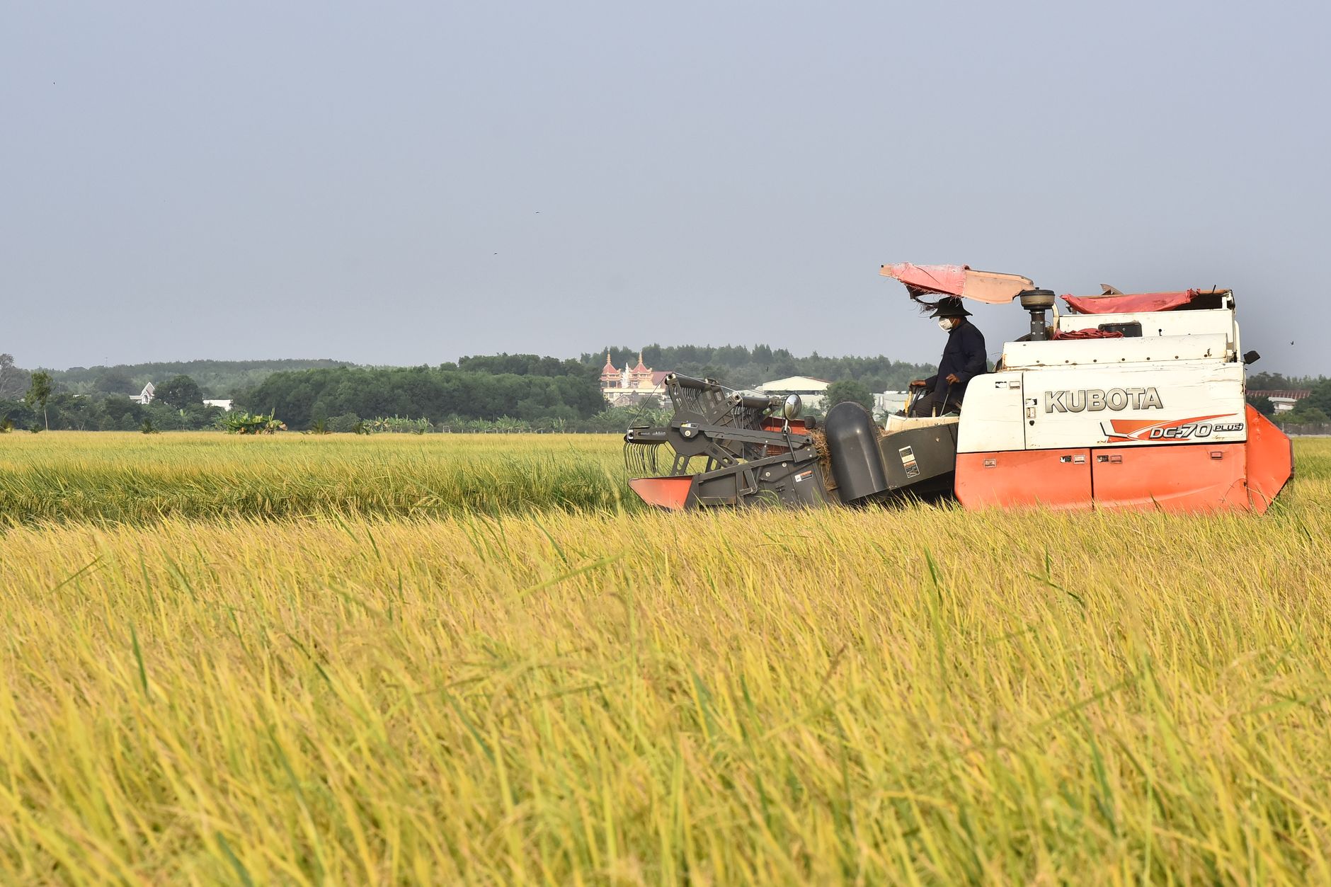 Combine harvester operating in a vibrant rice field with clear blue sky.