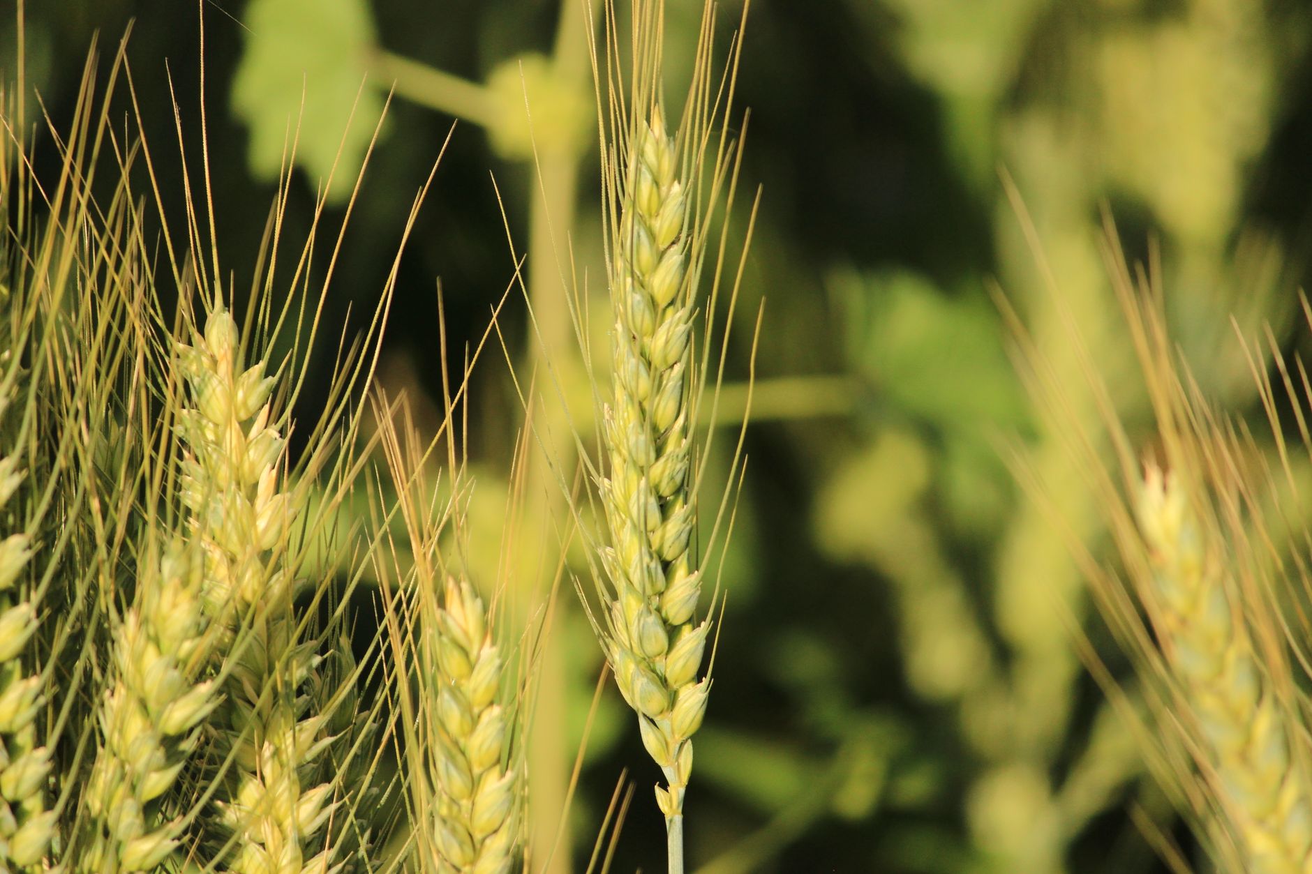 Detailed close-up of wheat heads in a sunlit field, showcasing natural growth.